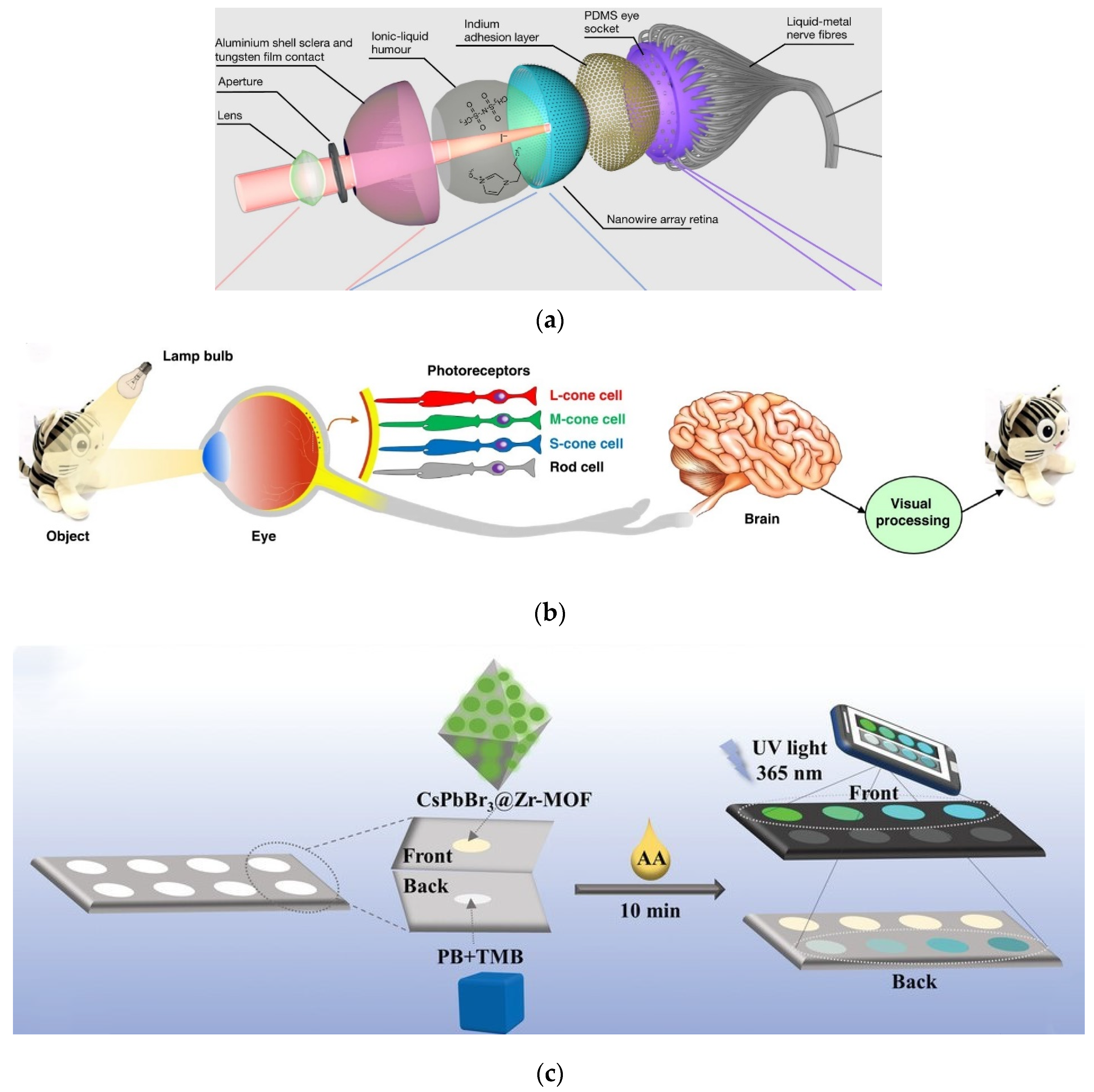 Metal Halide Perovskites for Applications in Biomimetic Devices