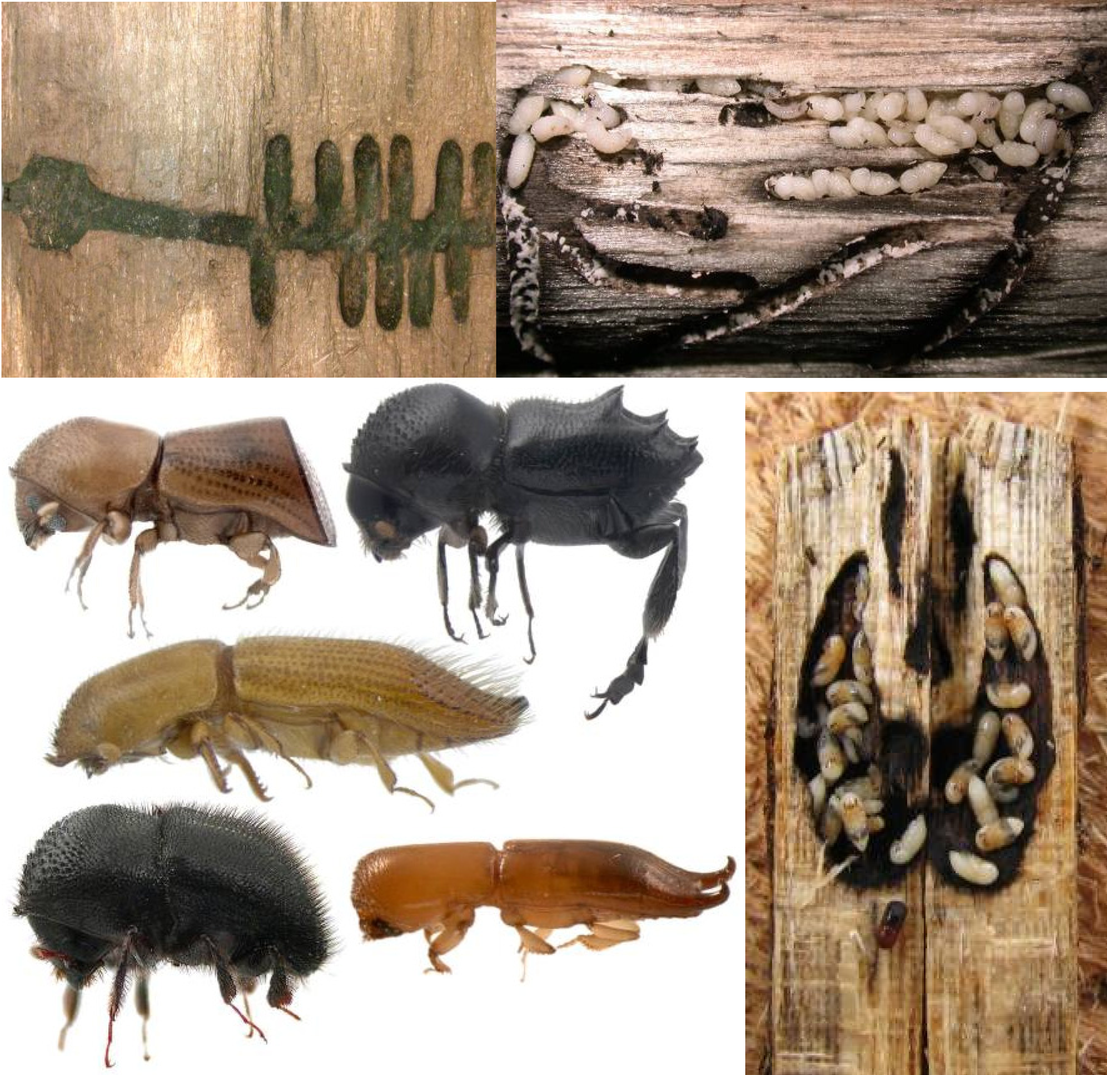 Modeling cold tolerance in the mountain pine beetle, Dendroctonus