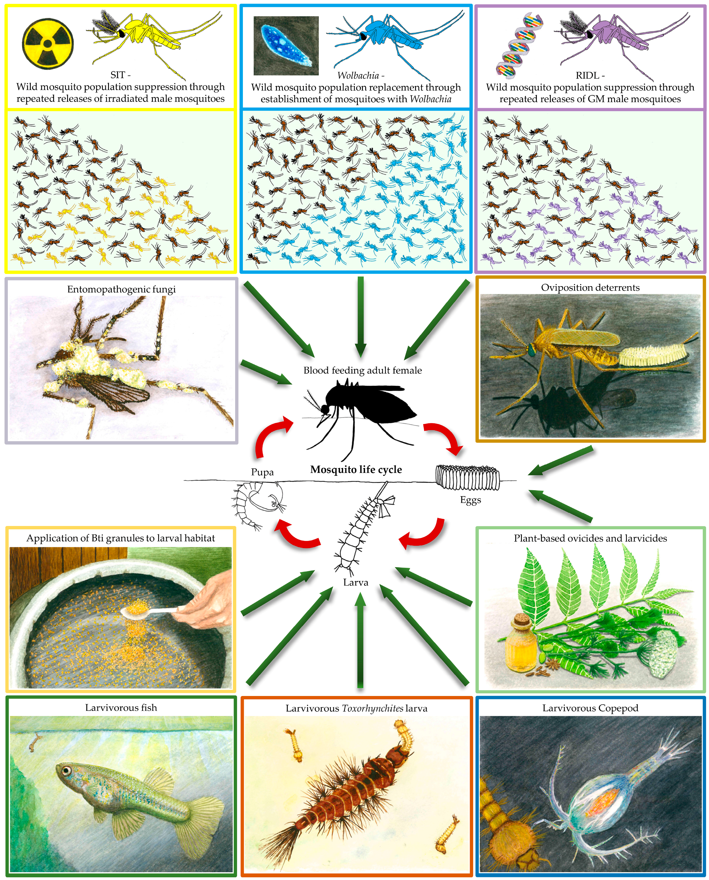 Insects | Free Full-Text | Biological Control of Mosquito Vectors: Past,  Present, and Future