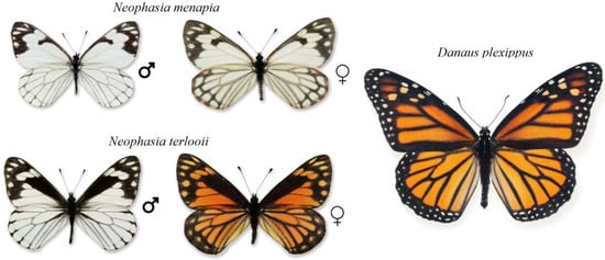 similarities between humans and butterflies