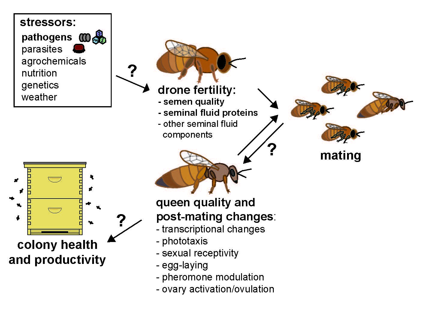 Why Are Queen Bees Failing To Reproduce?