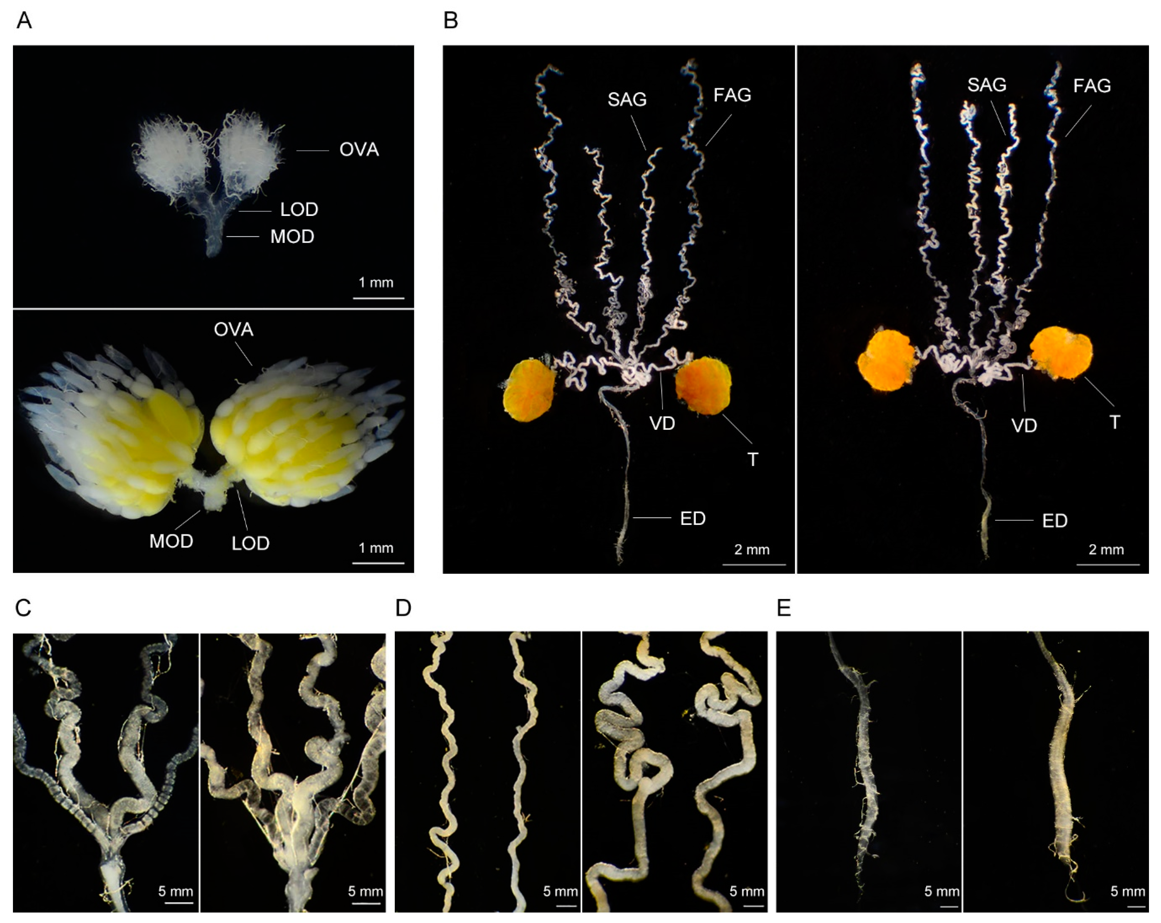 Insects | Free Full-Text | Differences in the Development of Internal ...