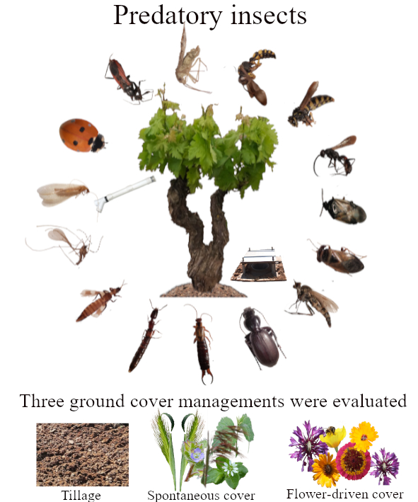 Insects | Free Full-Text | Effects of Ground Cover Management on Insect  Predators and Pests in a Mediterranean Vineyard