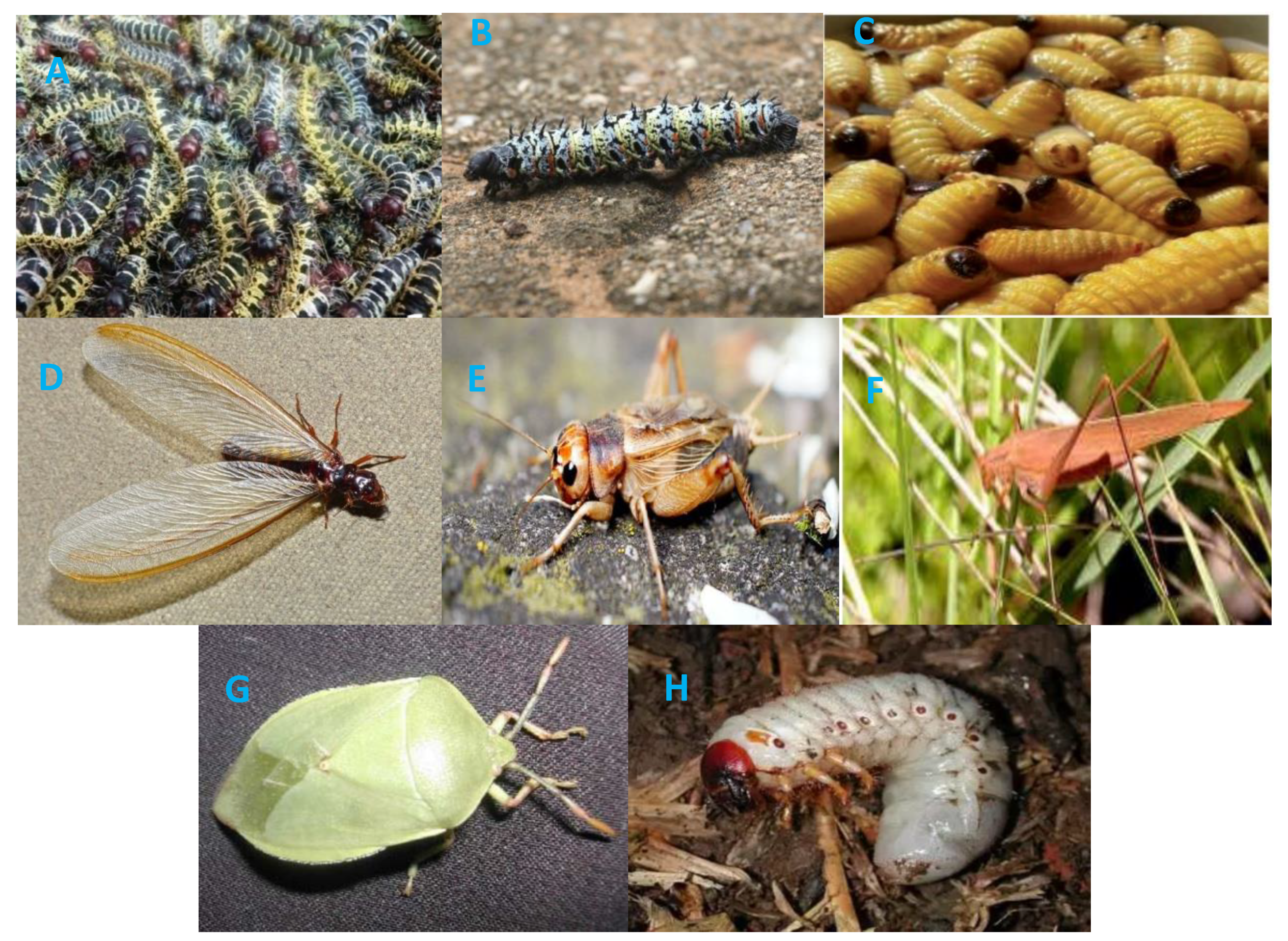 Insects | Free Full-Text | Fermented Edible Insects for Promoting Food  Security in Africa