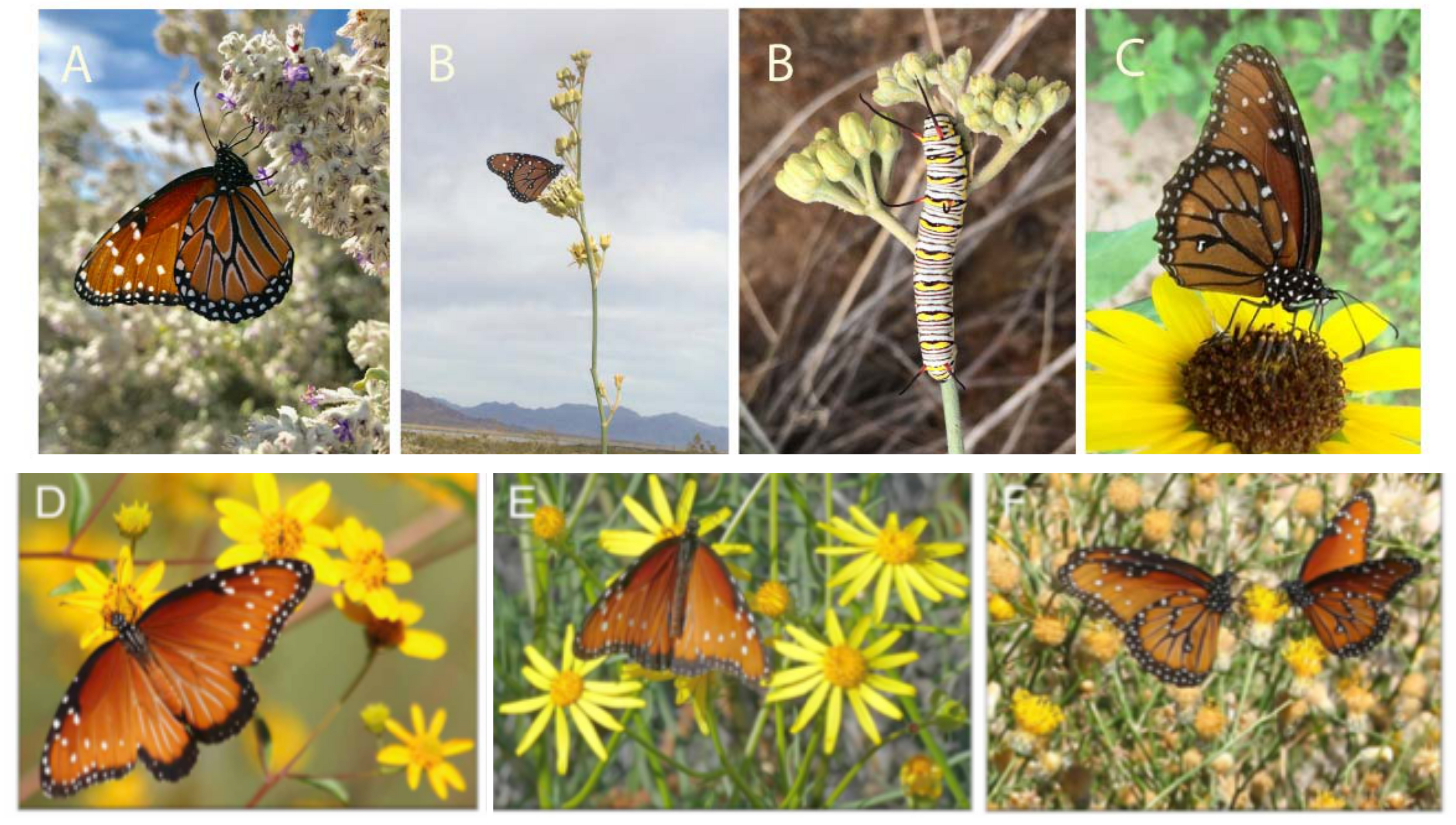 Insects | Free Full-Text | Ecology of the Western Queen Butterfly