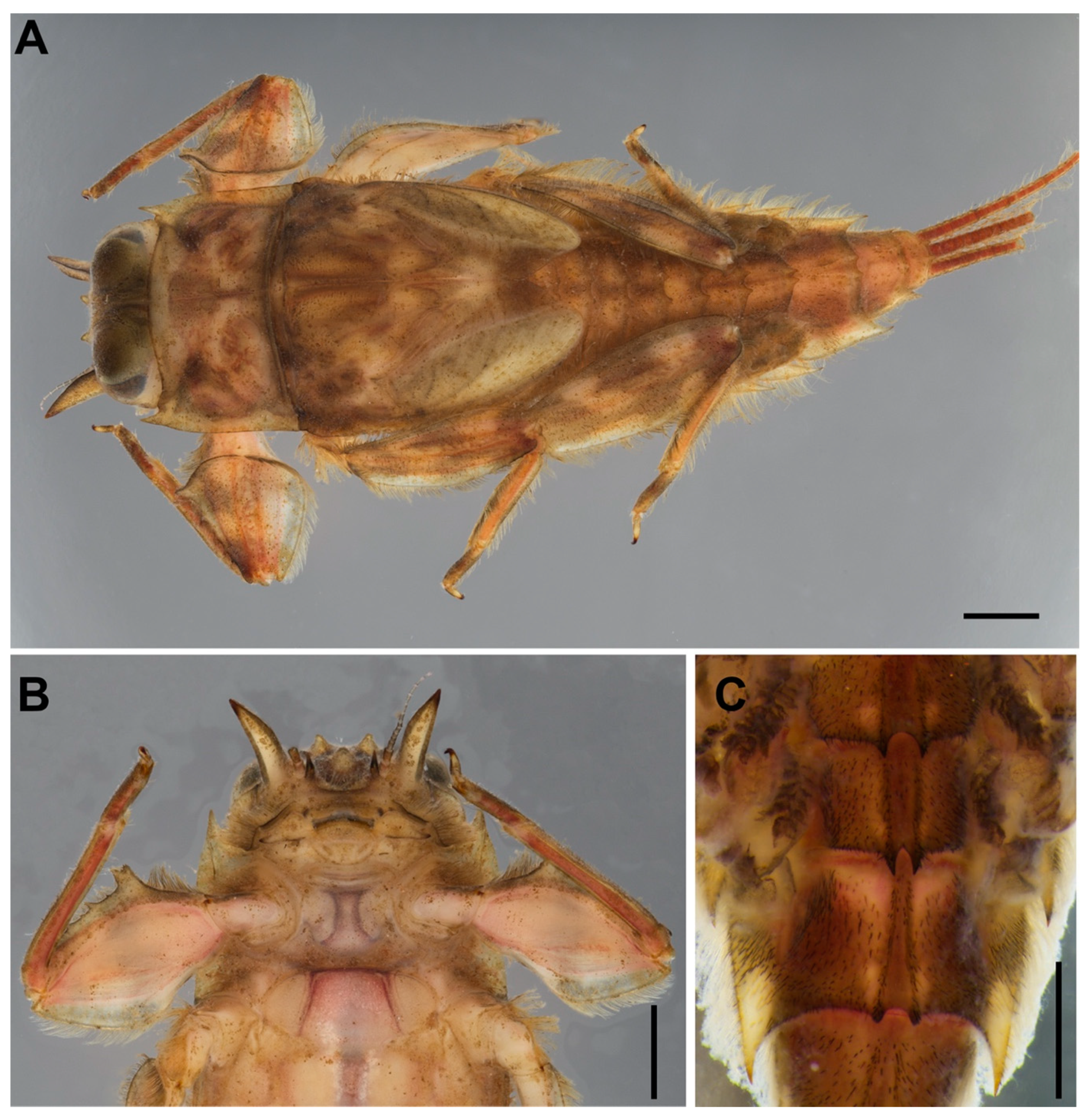 Insects | Free Full-Text | A New Species of Vietnamella Tshernova 