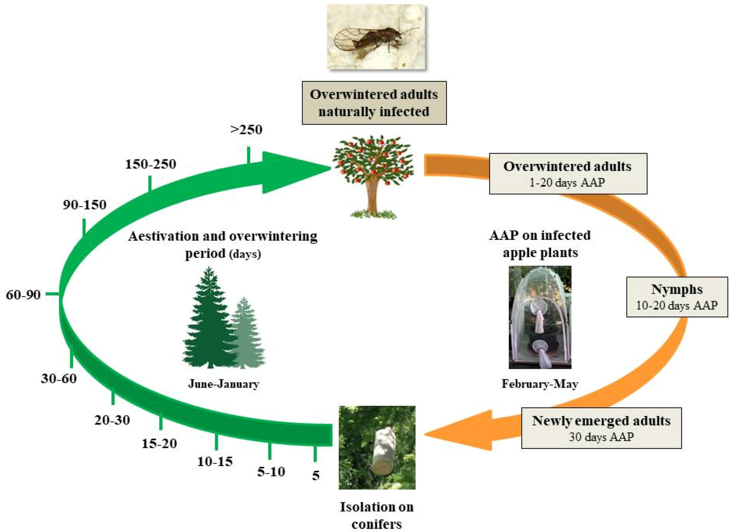 Insects | Free Full-Text | Temporal Dynamics of 'Ca. Phytoplasma mali' Load  in the Insect Vector Cacopsylla melanoneura