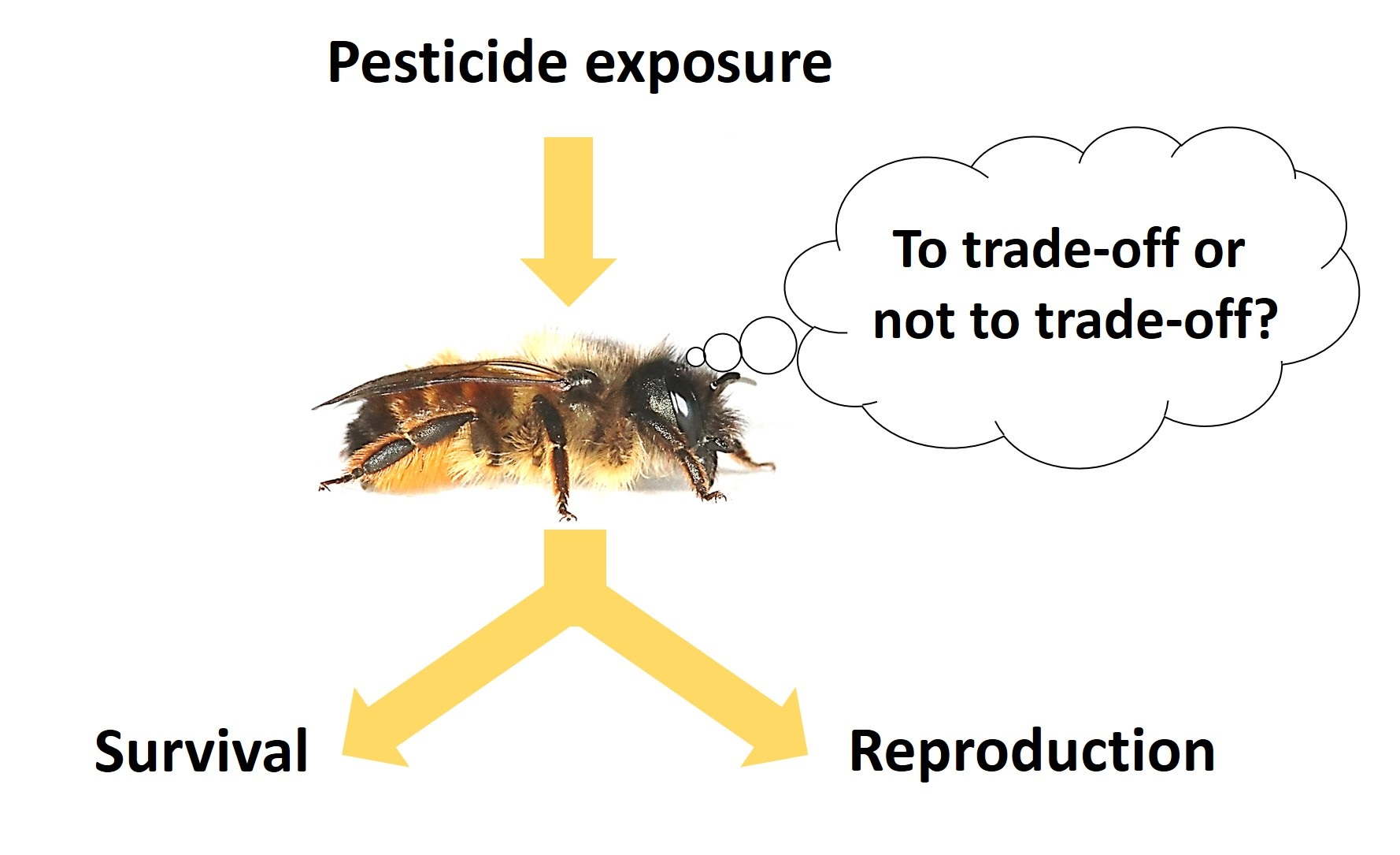 Study shows glyphosate impairs learning in bumblebees