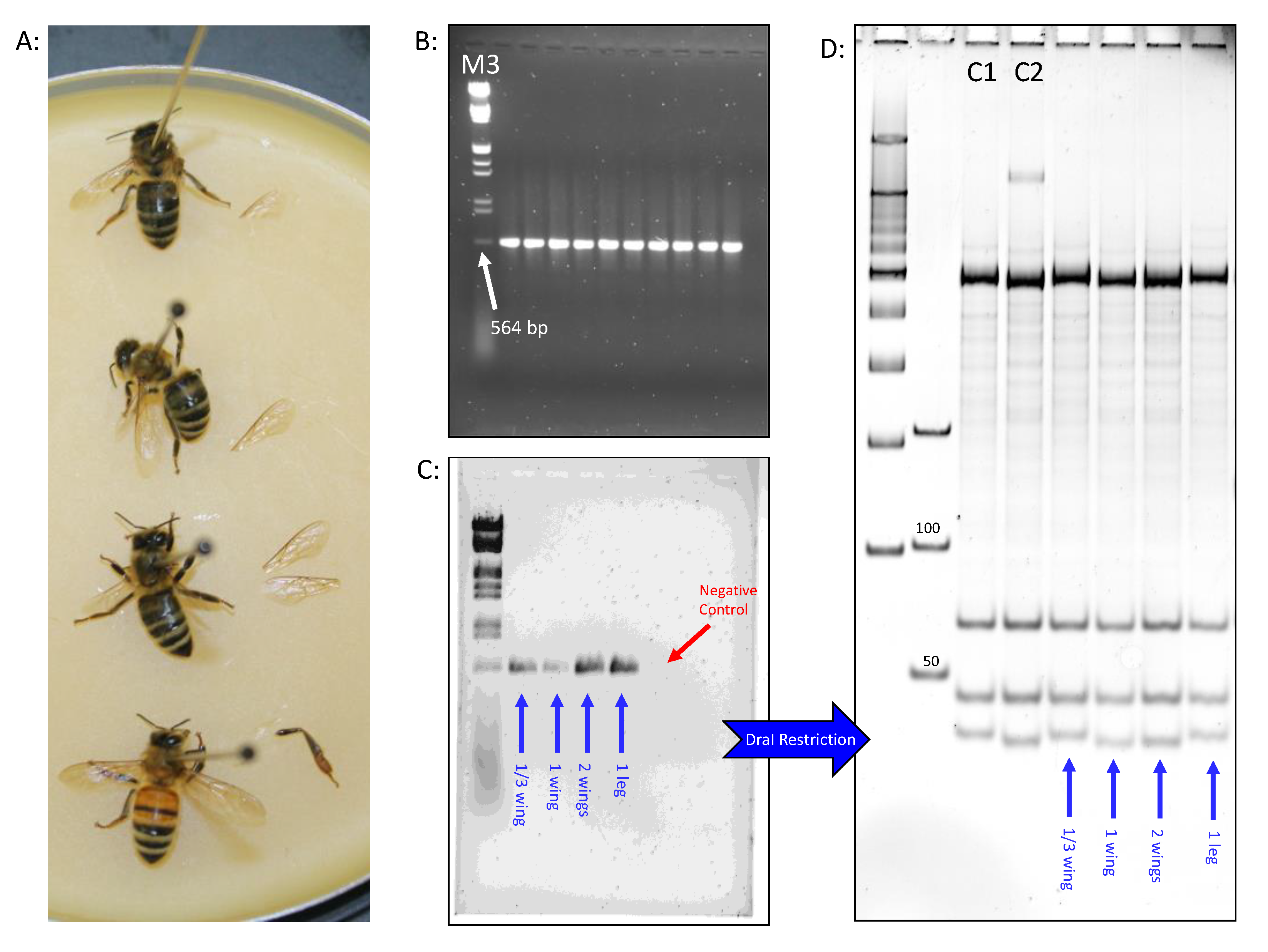 Western Honey Bee Origin: It's in the Genes - Bug Squad - ANR Blogs, Honey  Bee 