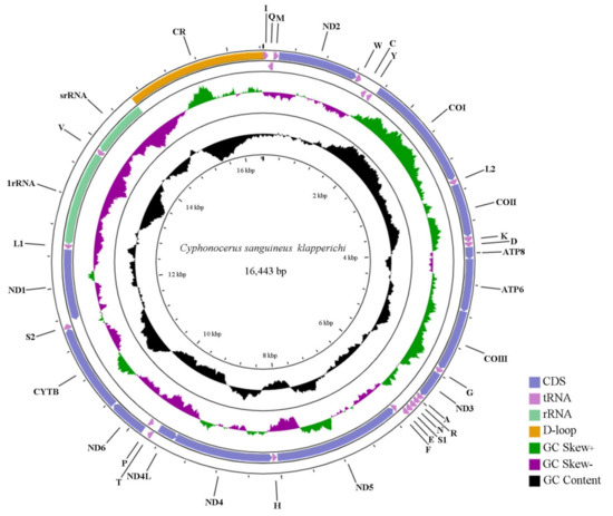 Insects | Free Full-Text | Characterization Of The First Complete ...