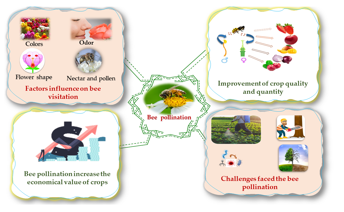 Overview Of Bee Pollination And Its