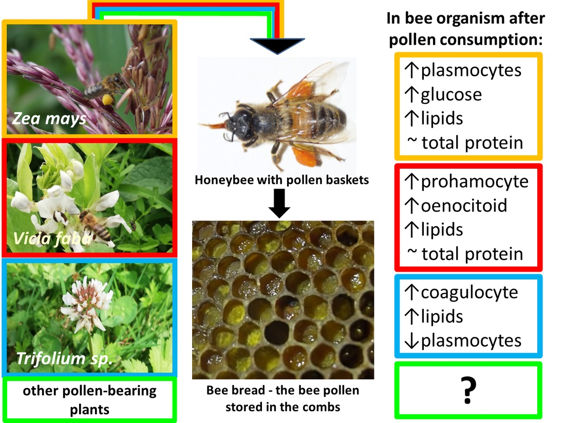 Insects | Free Full-Text | Pollen Diet—Properties and Impact on a ...