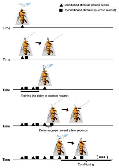 Honeybee-based SARS-CoV-2 diagnostics