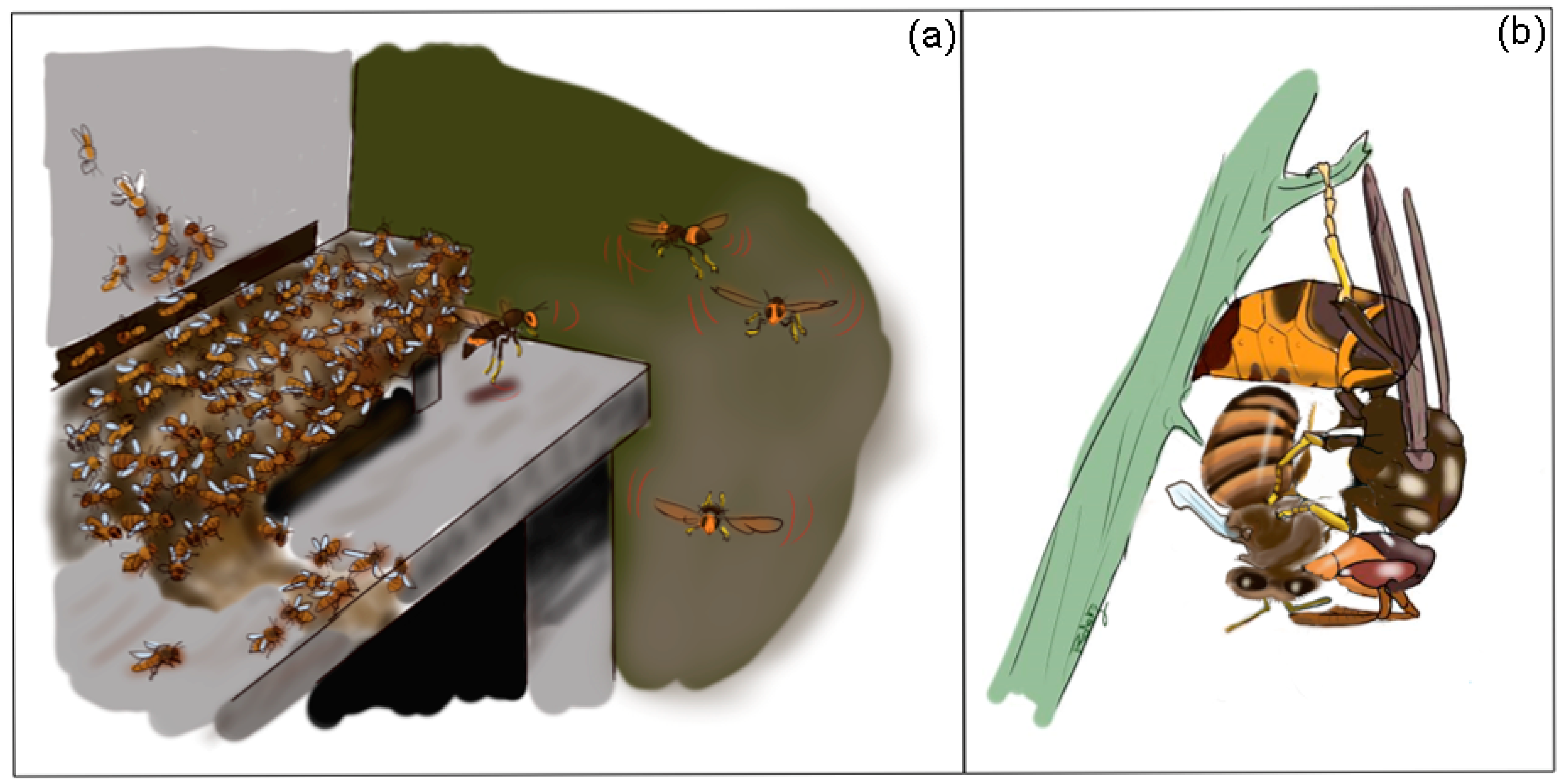 https://pub.mdpi-res.com/insects/insects-12-01037/article_deploy/html/images/insects-12-01037-g001.png?1637567369
