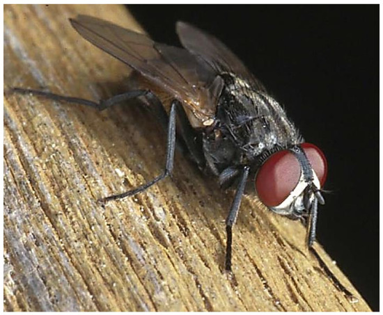 The House Fly and Other Filth Flies Prevention and Control