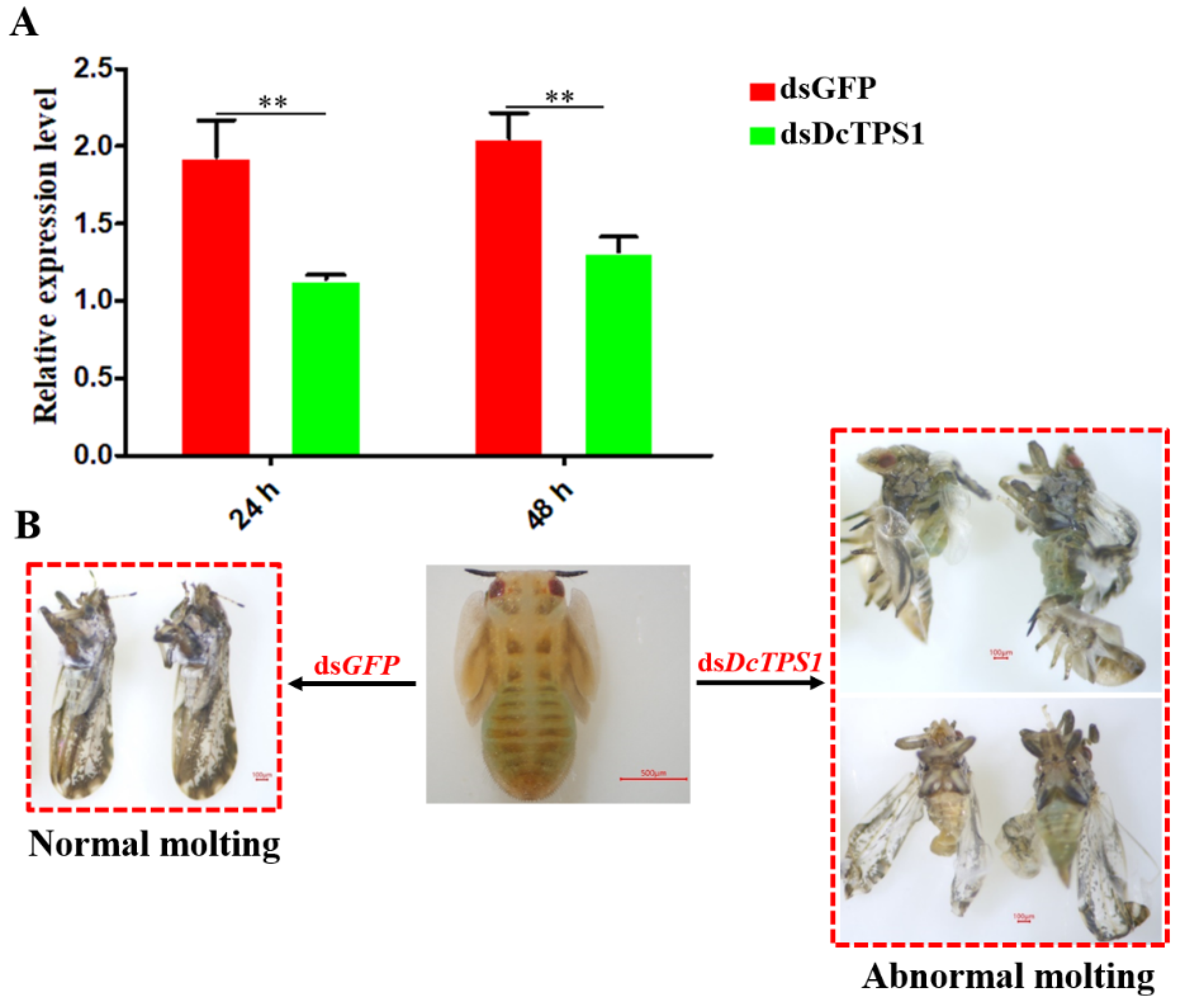 insects-free-full-text-functional-characterization-of-a-trehalose-6