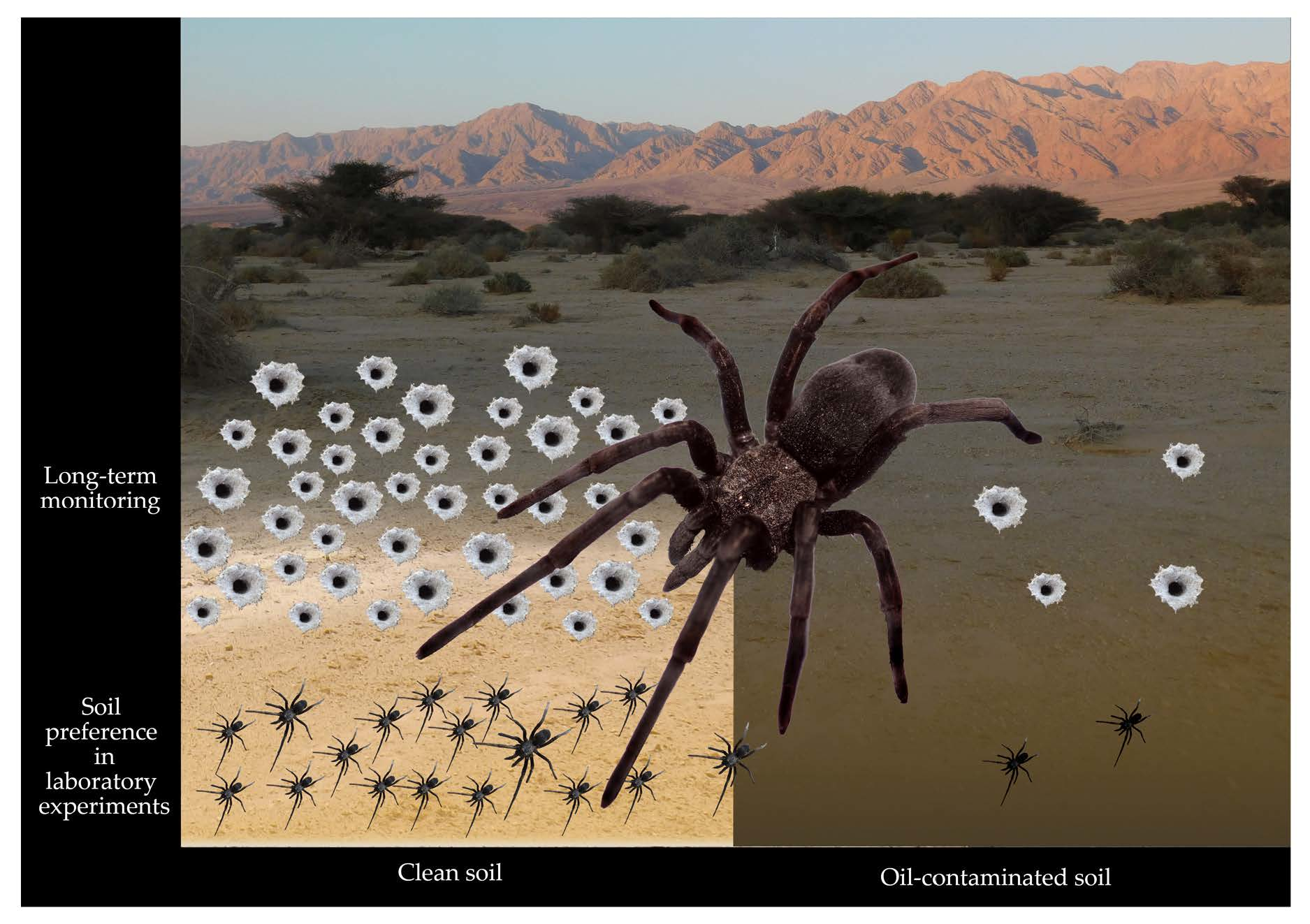 World's widest web? Flood-hit spiders find higher ground, Spiders