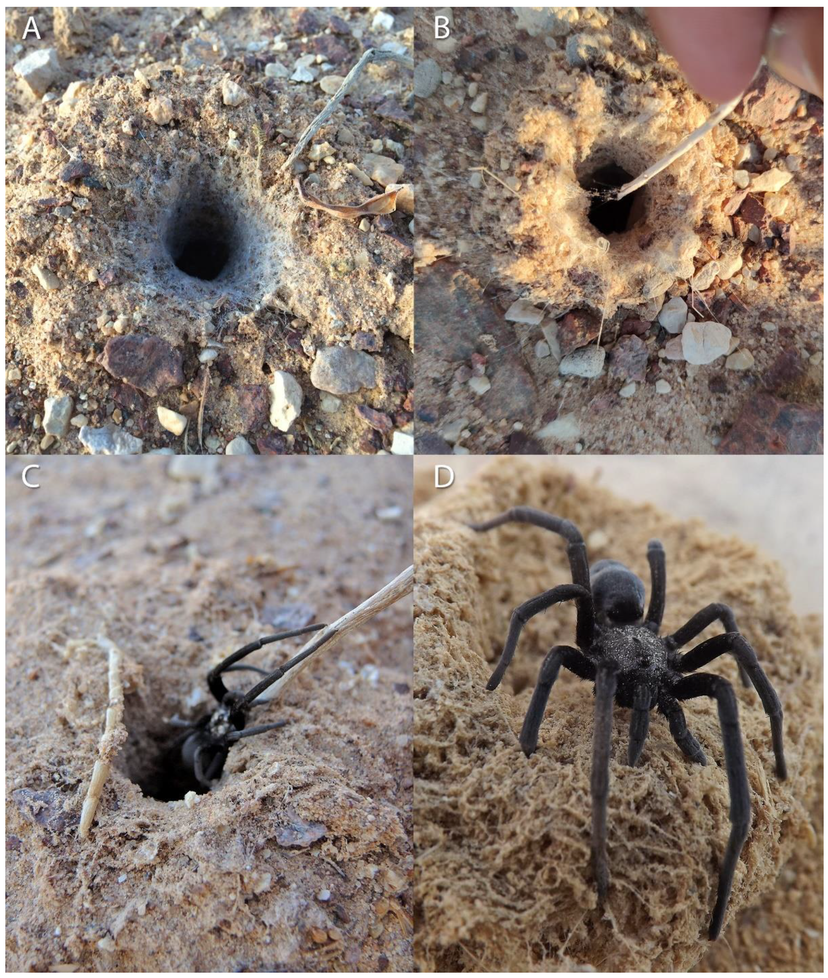Insects | Free Full-Text | Five-Year Monitoring of a Desert Burrow-Dwelling  Spider Following an Environmental Disaster Indicates Long-Term Impacts
