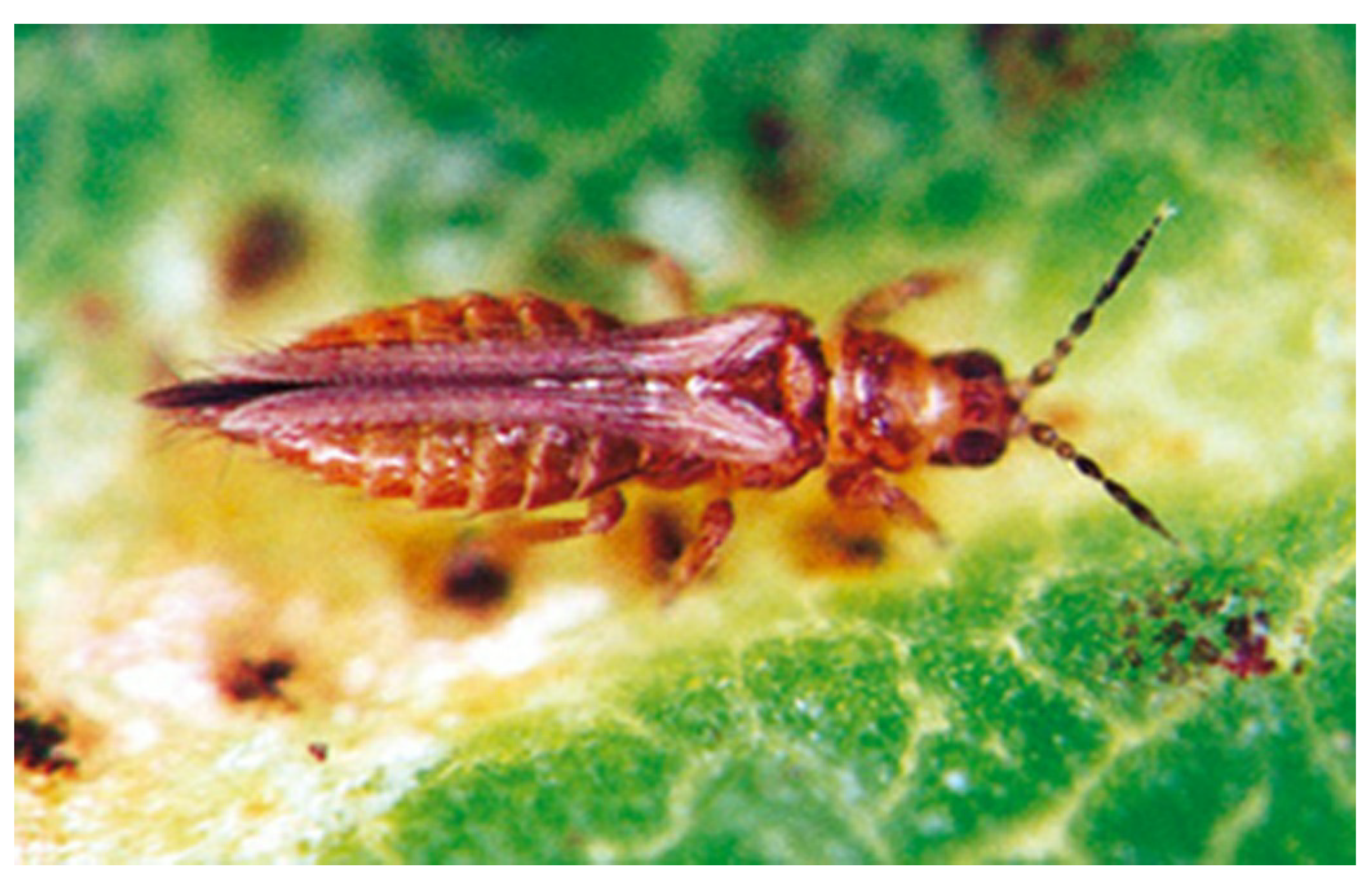Thrips in Southern Maryland - Planet Friendly Pest Control