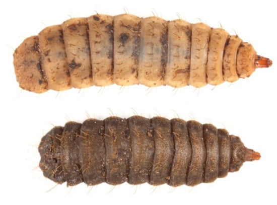 stratiomyidae larvae