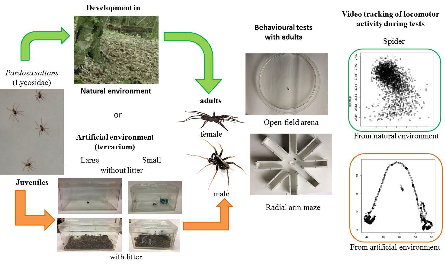 jumping spider life cycle
