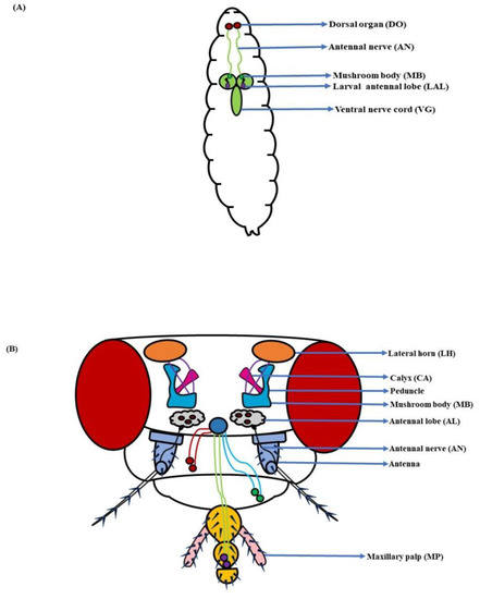 Insects | Free Full-Text | Drosophila melanogaster Chemosensory