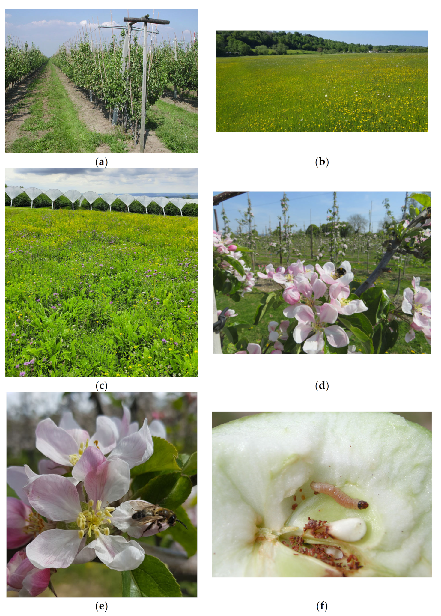 Insects | Free Full-Text | Impacts of Wildflower Interventions on 