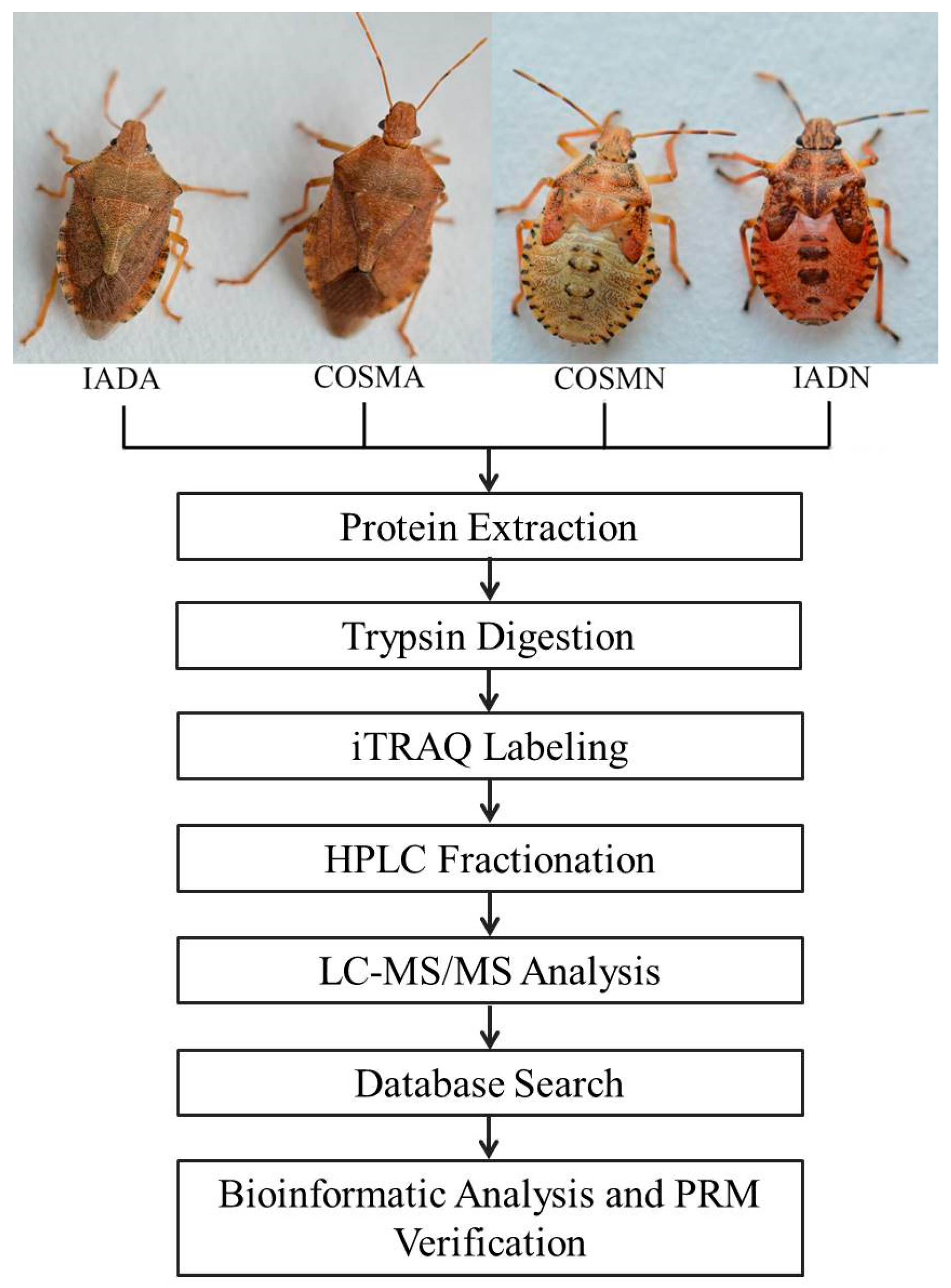 Insects | Free Full-Text | Differential Proteomics Analysis 