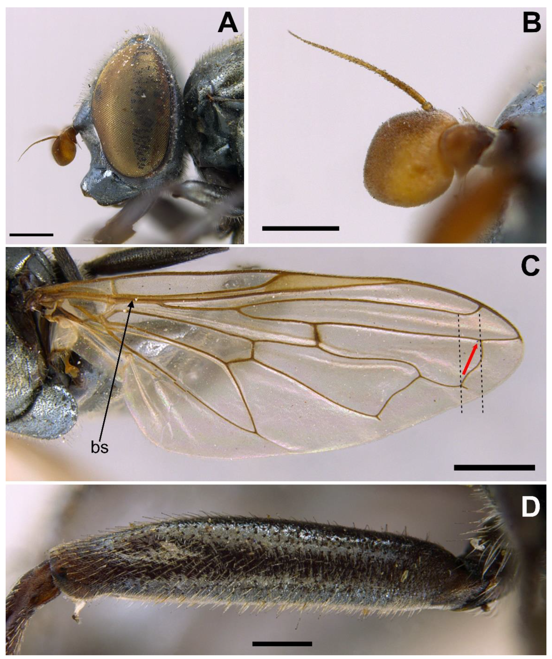 PDF) The fauna of hoverflies (Diptera: Syrphidae) of Vojvodina