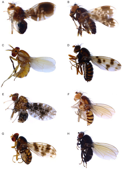 Insects | Free Full-Text | Phylogeny of the Chinese Subgenera of the ...