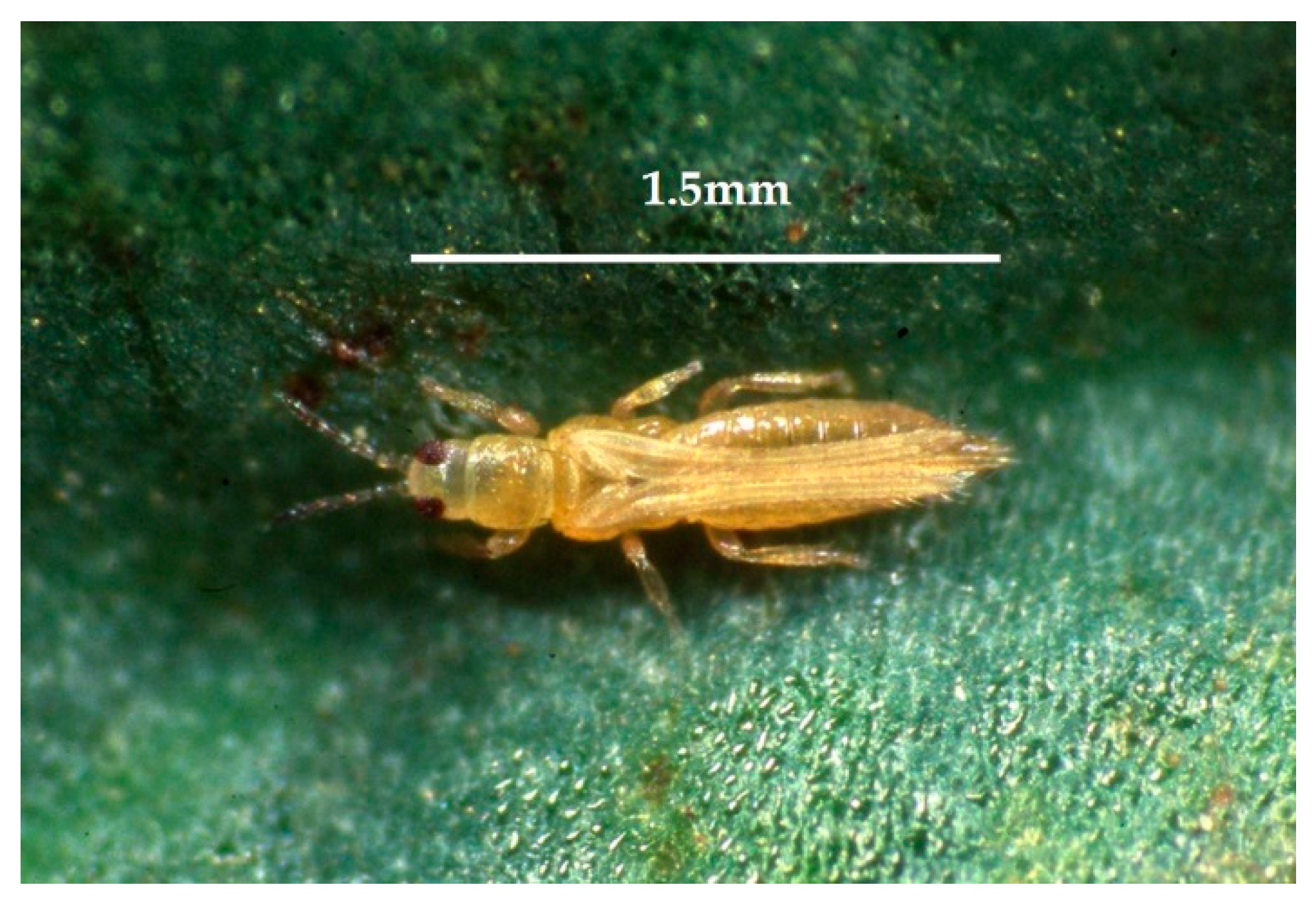 Thrips - Agricultural Biology