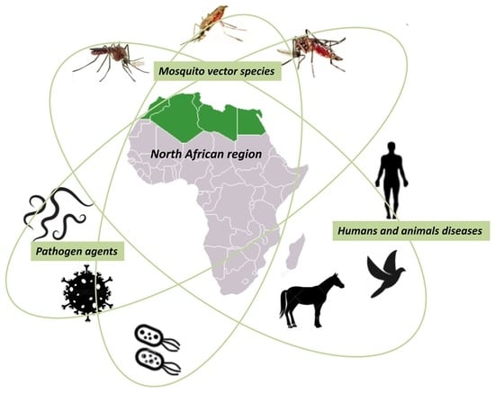 Insects | Free Full-Text | Mosquito Vectors (Diptera: Culicidae) and  Mosquito-Borne Diseases in North Africa