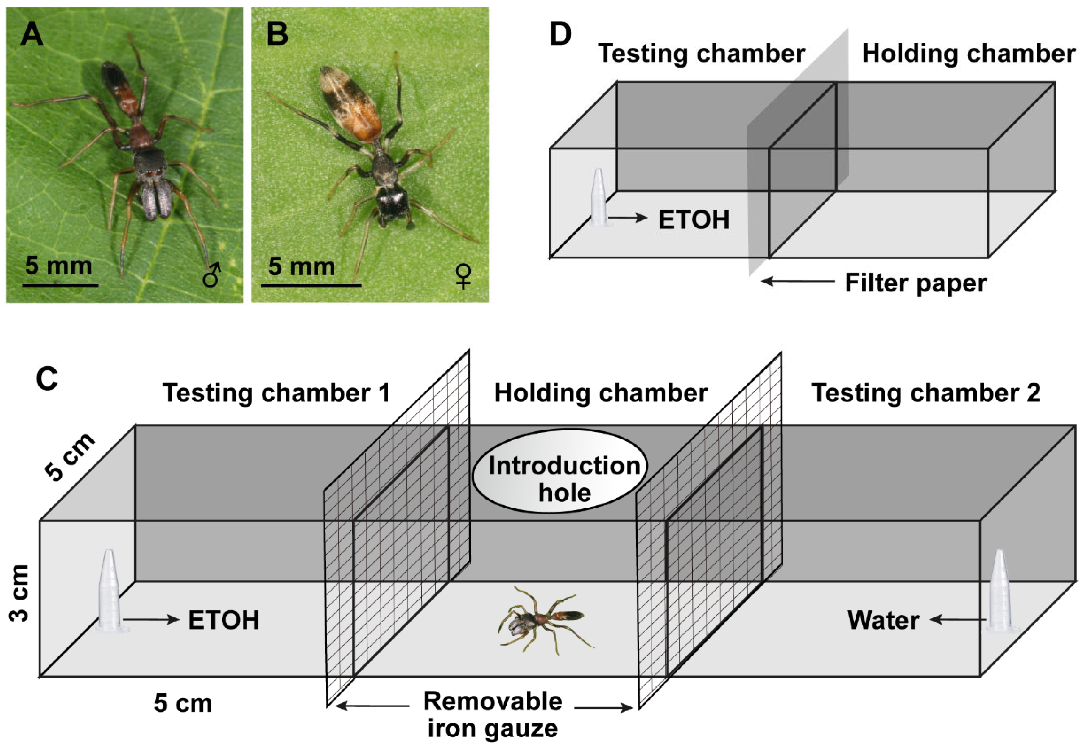 Jumping spider - Plant & Pest Diagnostics