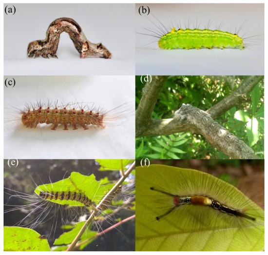 Insects | Free Full-Text | Leaf Nutritional Content, Tree Richness, and  Season Shape the Caterpillar Functional Trait Composition Hosted by Trees