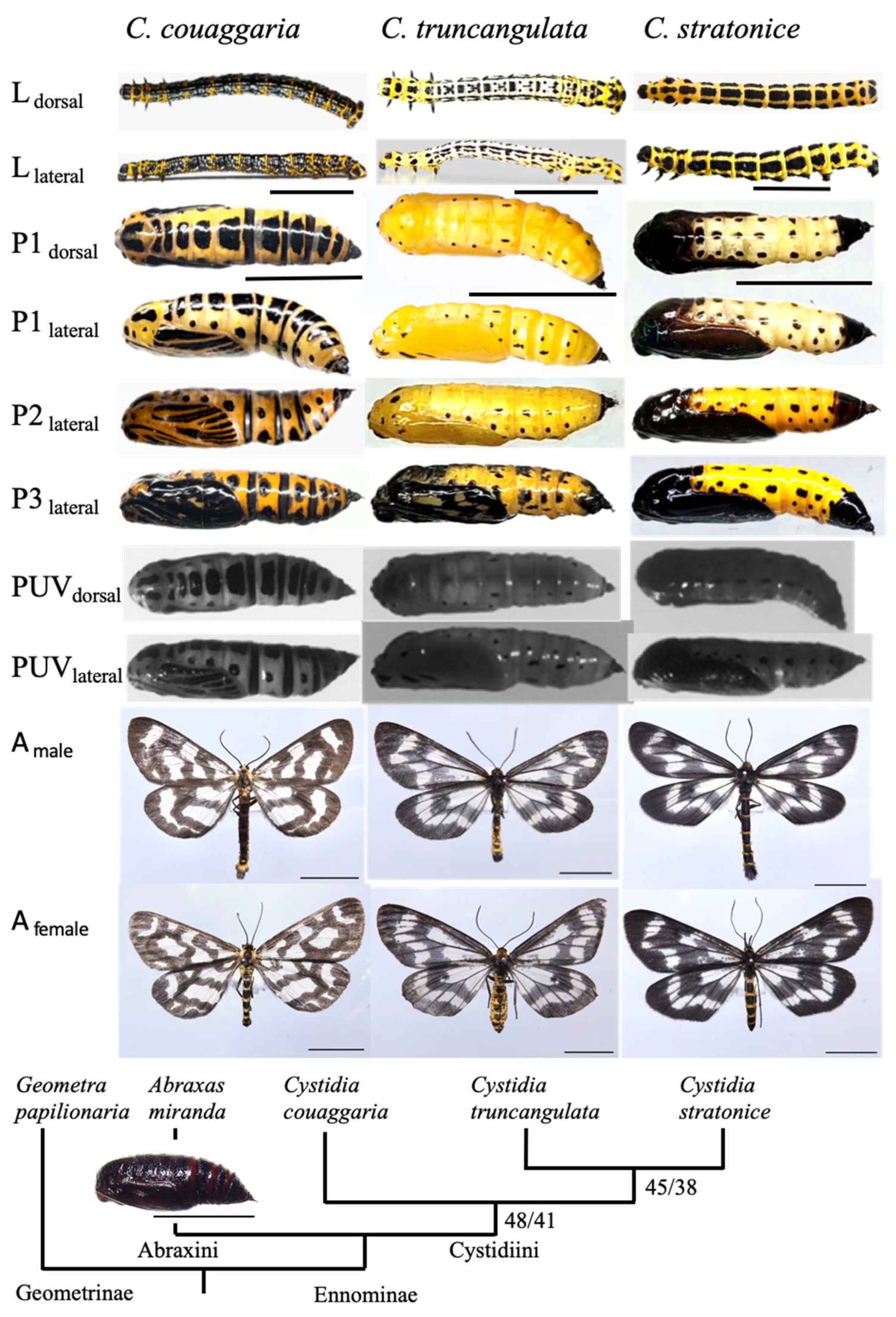 moth cocoons identification