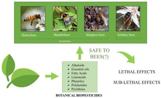 Honeybee, Characteristics, Habitat, Life Cycle, & Facts