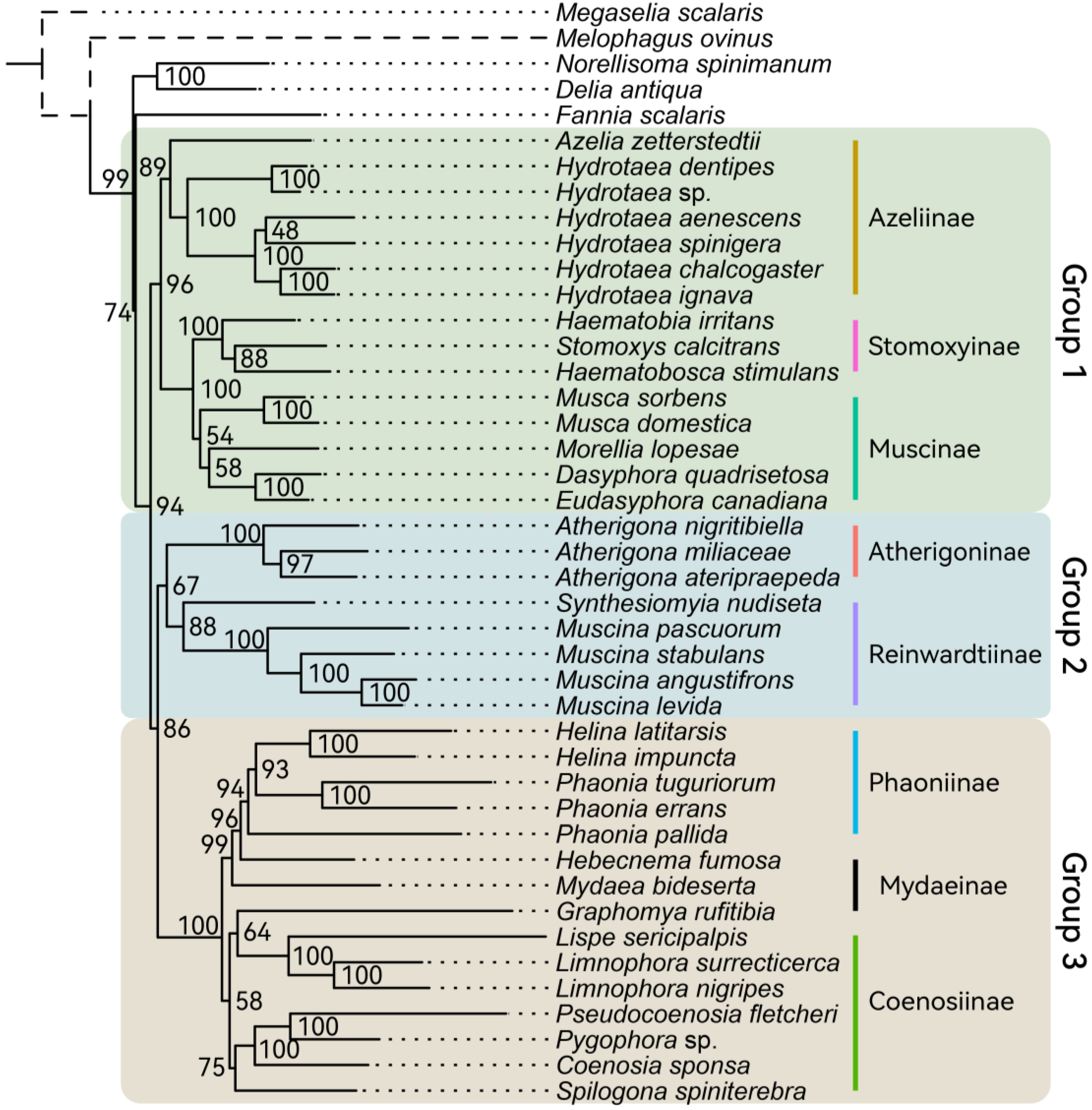 Insects Free FullText Phylogeny and Evolutionary Timescale of