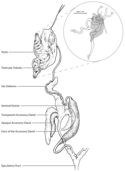 Male Reproductive System | Free Images at Clker.com - vector clip art  online, royalty free & public domain