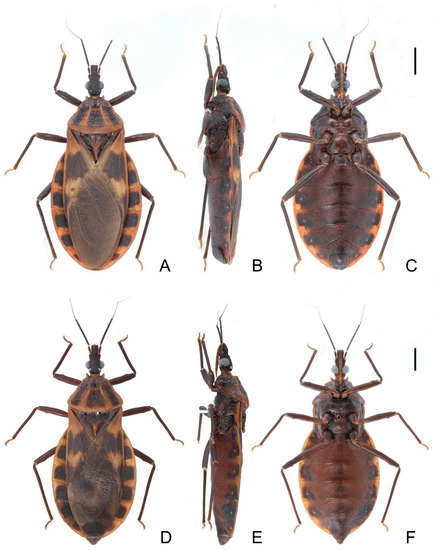 https://pub.mdpi-res.com/insects/insects-14-00450/article_deploy/html/images/insects-14-00450-g001-550.jpg?1683772377