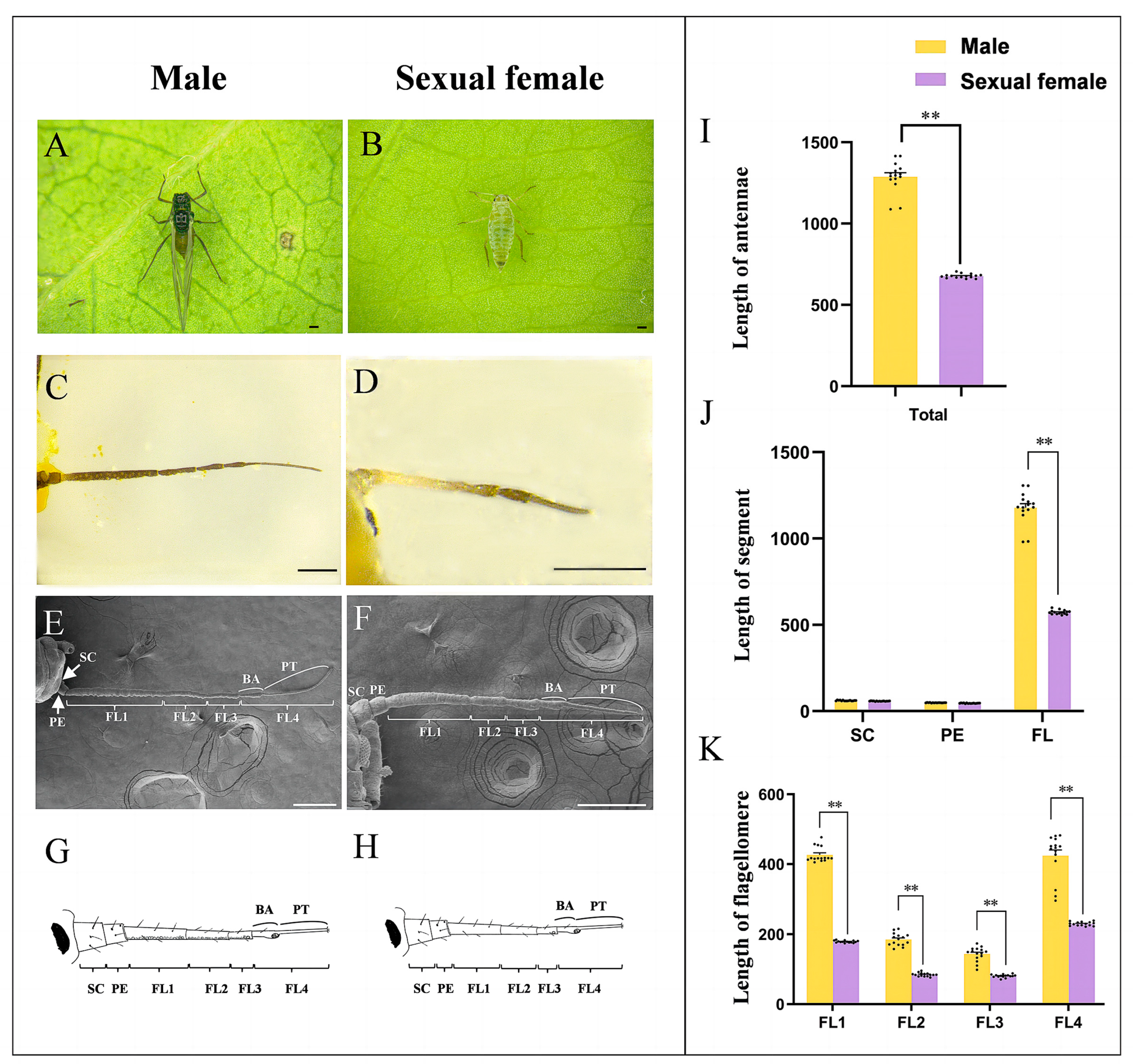 Insects Free Full-Text Secondary Rhinaria Contribute to Major Sexual Dimorphism of Antennae in the Aphid Semiaphis heraclei (Takahashi)