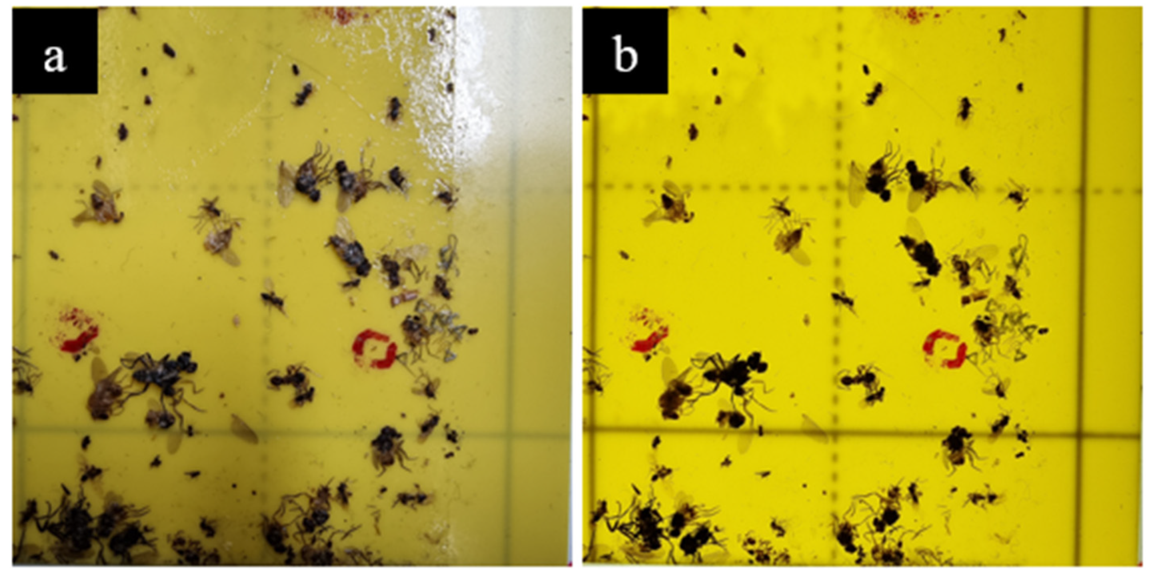 https://pub.mdpi-res.com/insects/insects-14-00523/article_deploy/html/images/insects-14-00523-g007.png?1685951191