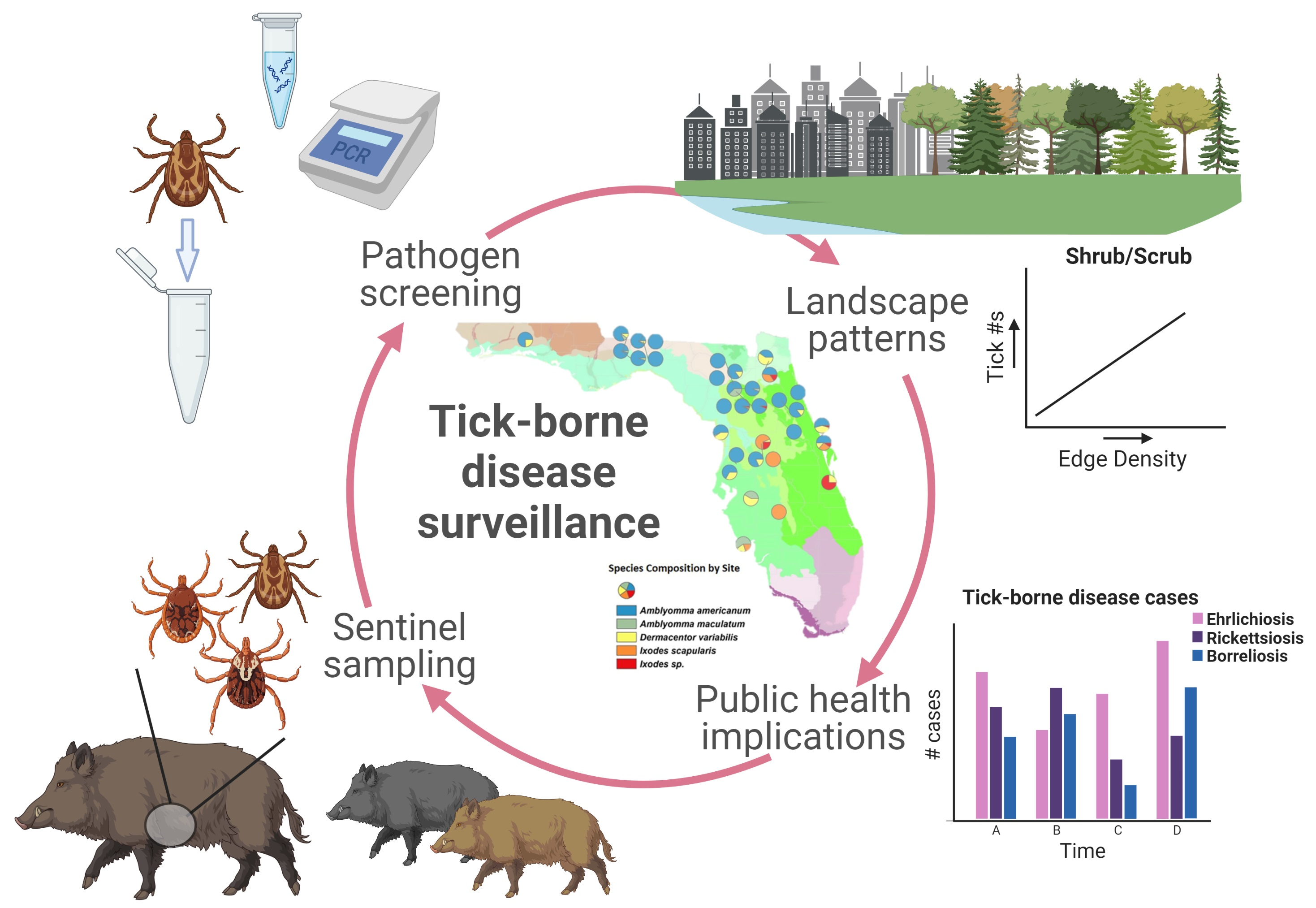 Voles, shrews and red squirrels as sources of tick blood meals and  tick-borne pathogens on an island in southwestern Finland - ScienceDirect