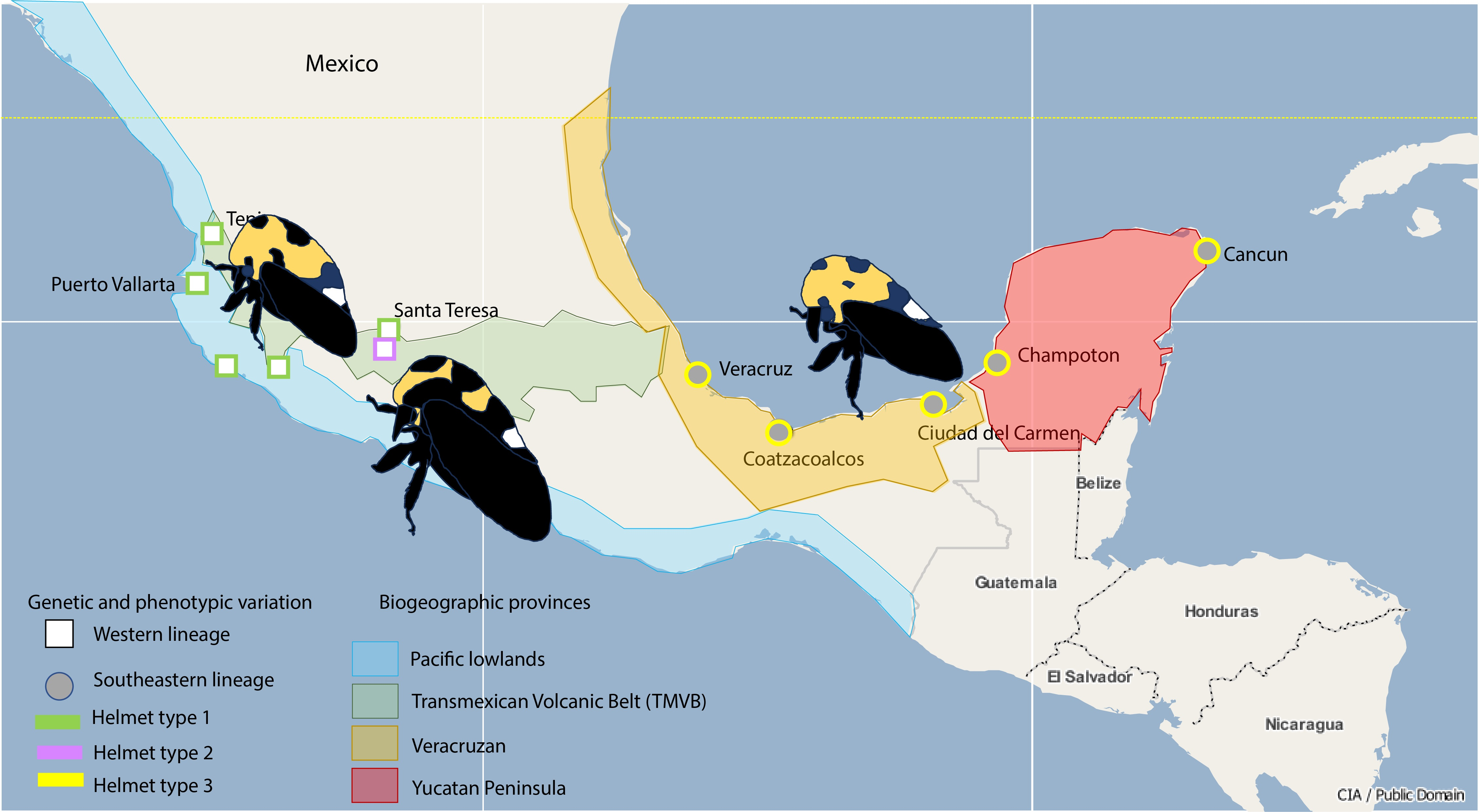 Insects Free Full-Text Helmet Shape and Phylogeography of the Treehopper Membracis mexicana