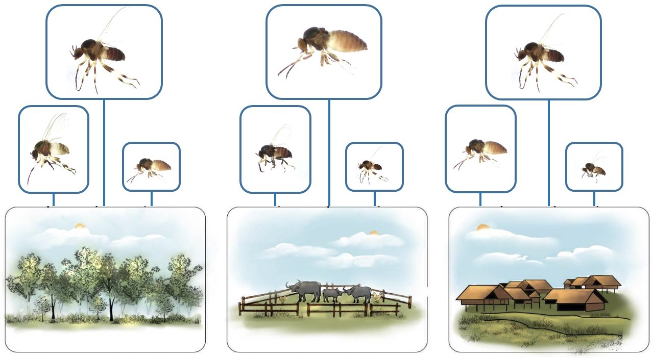 Black Flies, Public Health and Medical Entomology