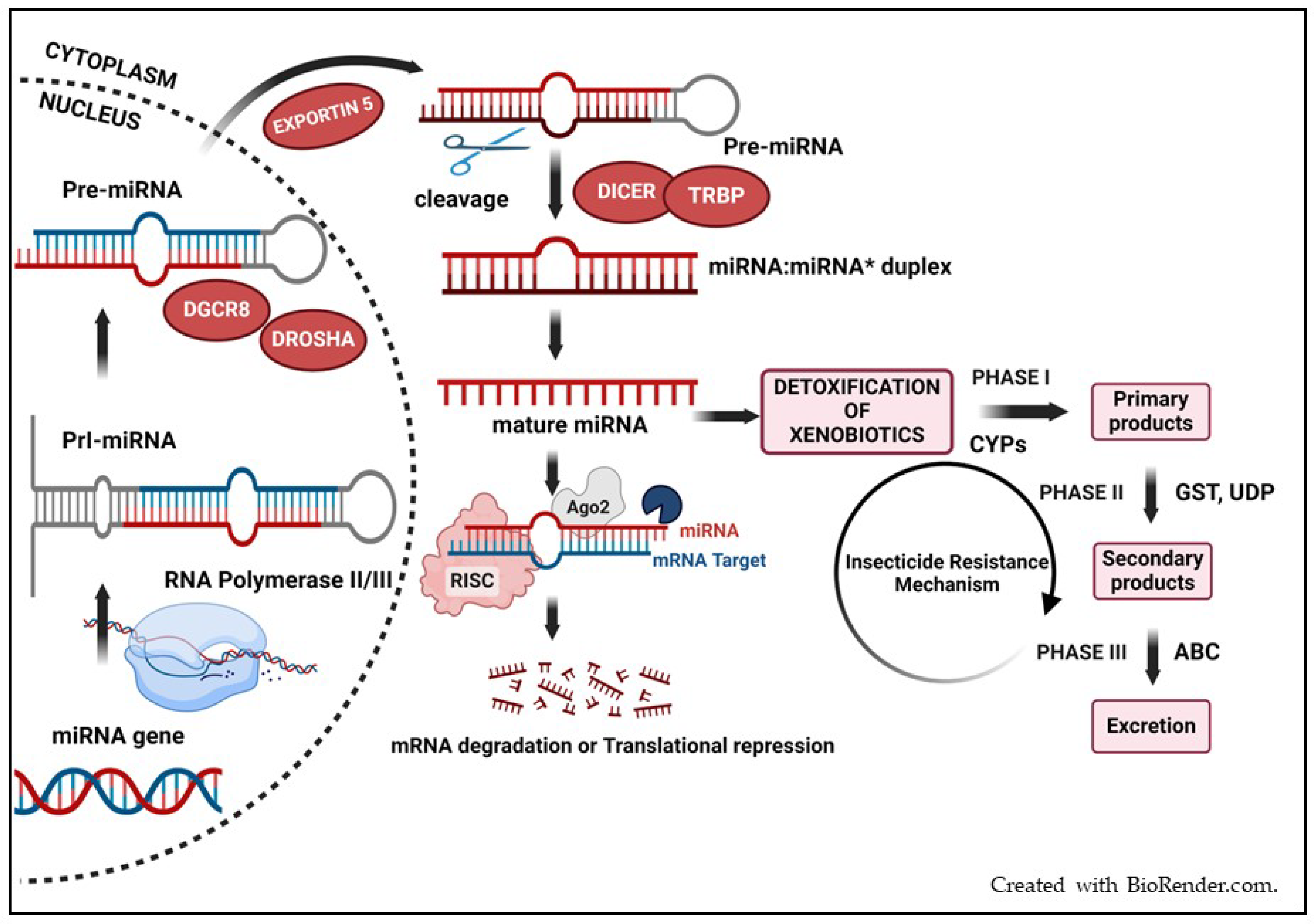 Insects | Free Full-Text | miRNA Dynamics for Pest Management ...