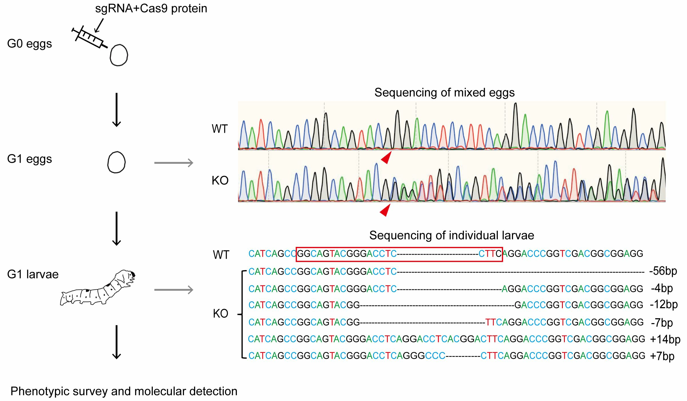 Insects | Free Full-Text | A Simple and Low-Cost CRISPR/Cas9 Knockout ...