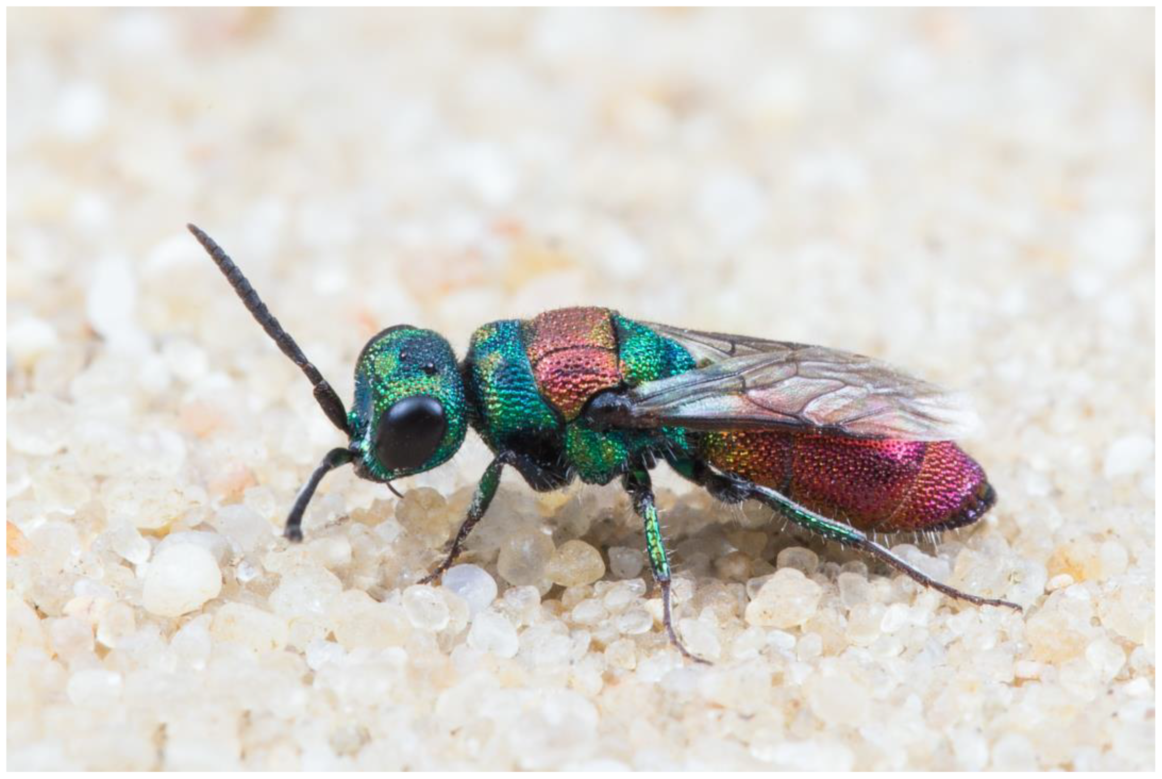 DNA Barcoding of German Cuckoo Wasps (Hymenoptera: Chrysididae ...