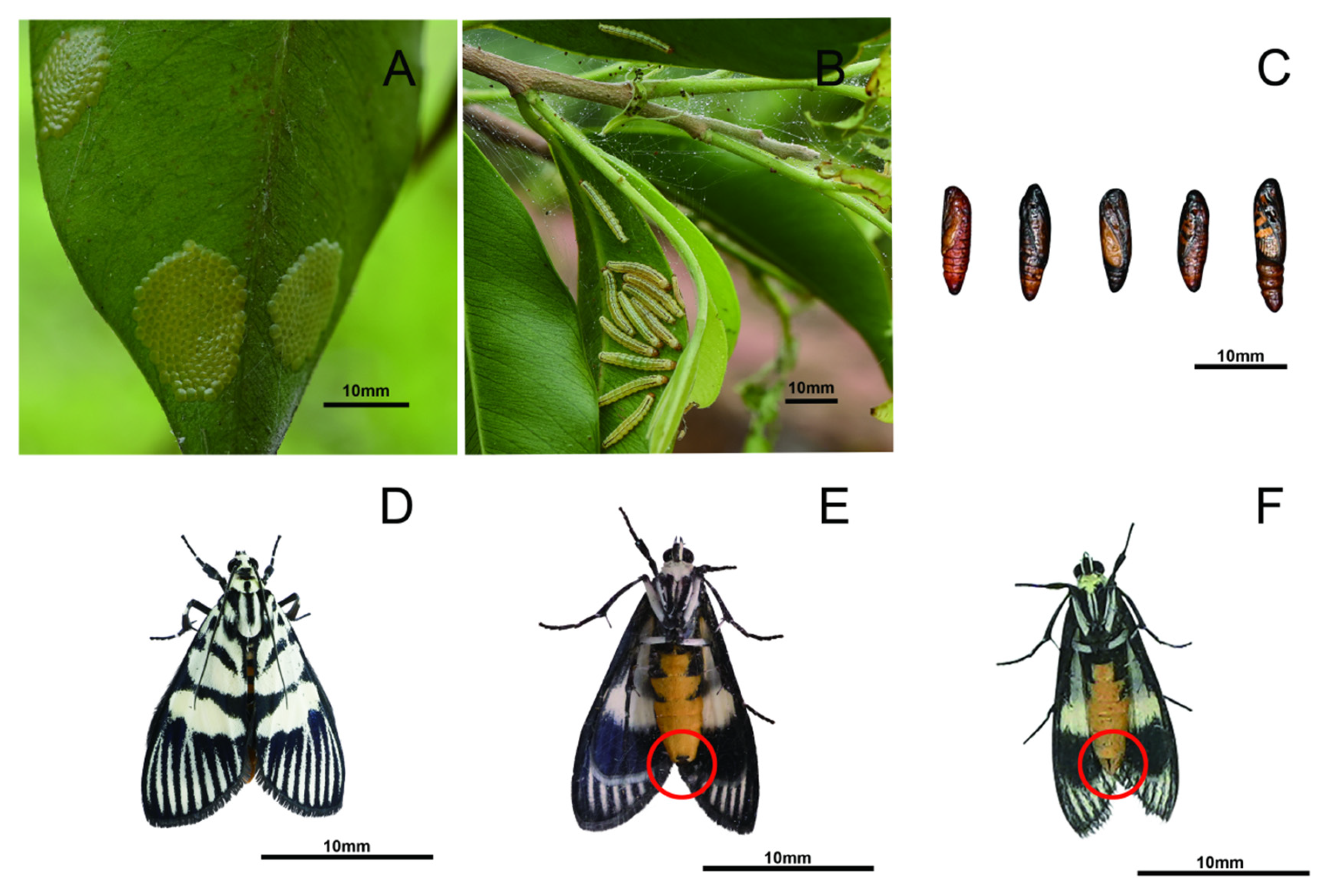 Heortia vitessoides Infests Aquilaria sinensis: A Systematic