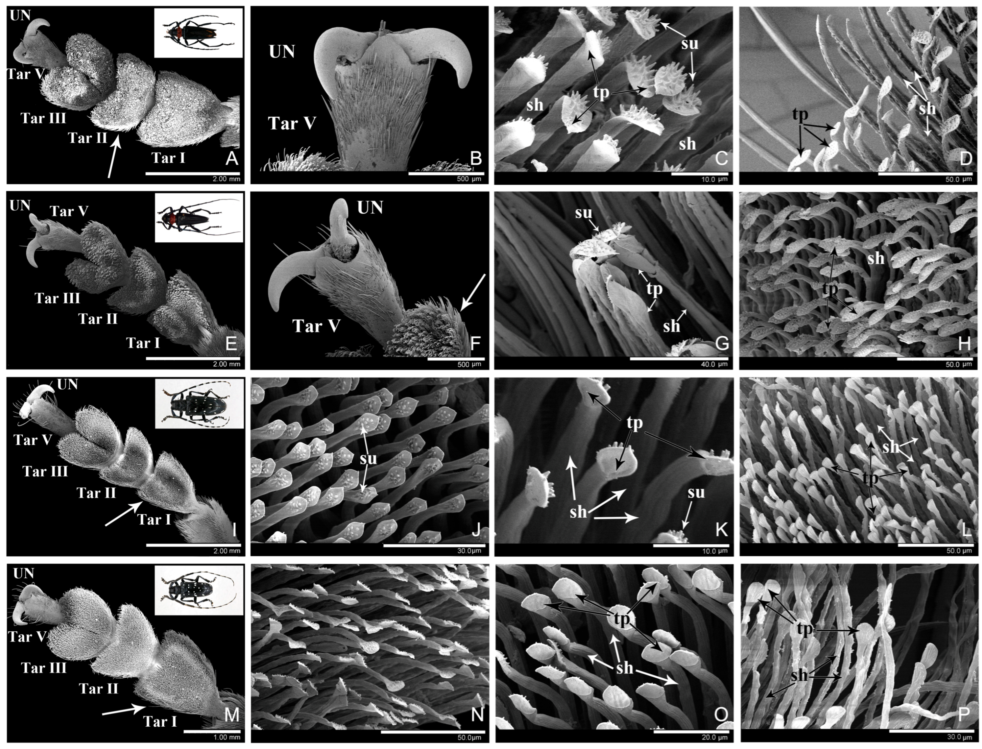 Comparative Ultrastructure and Ecological Adaptation of Adhesive Setae ...