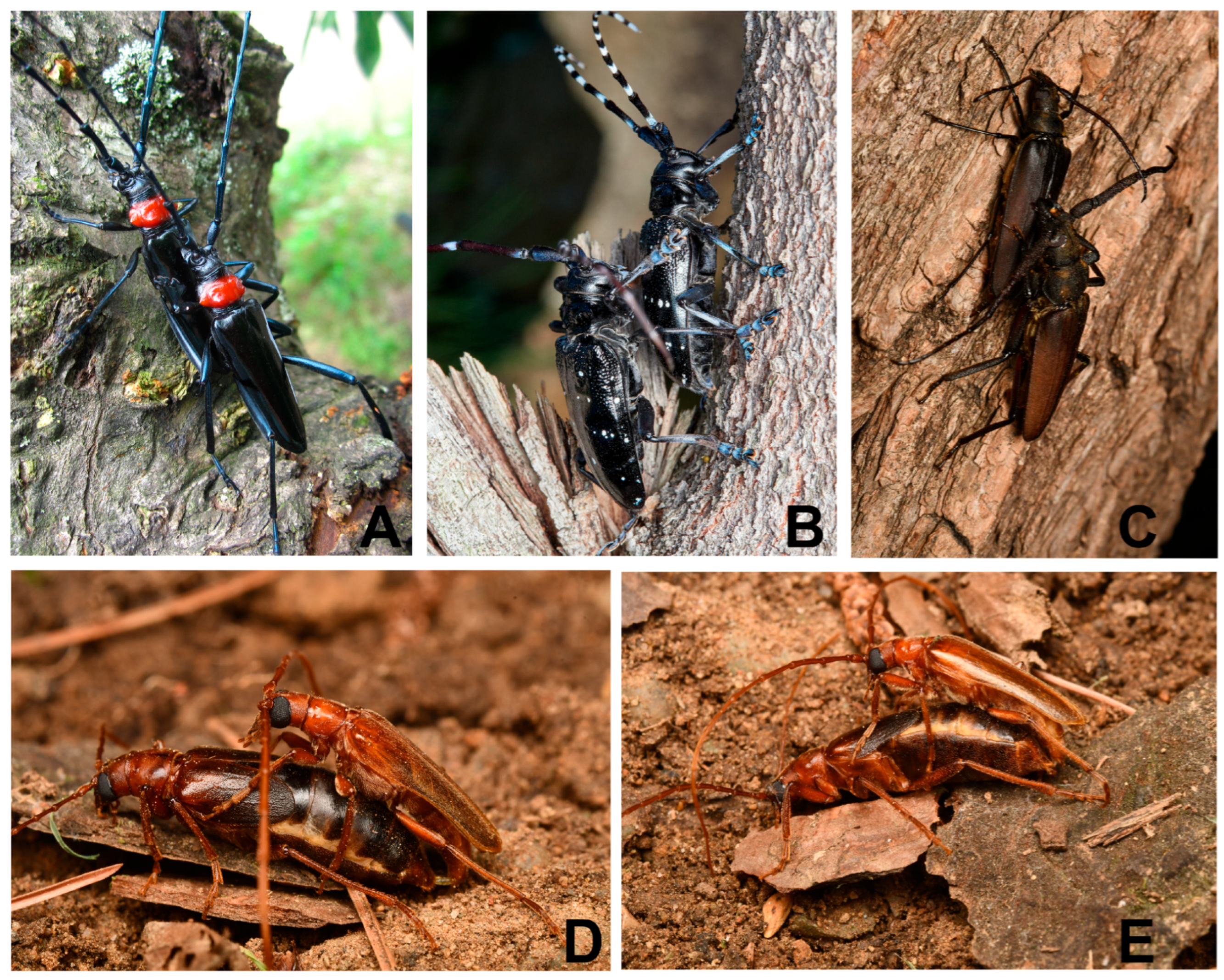 Comparative Ultrastructure and Ecological Adaptation of Adhesive Setae ...